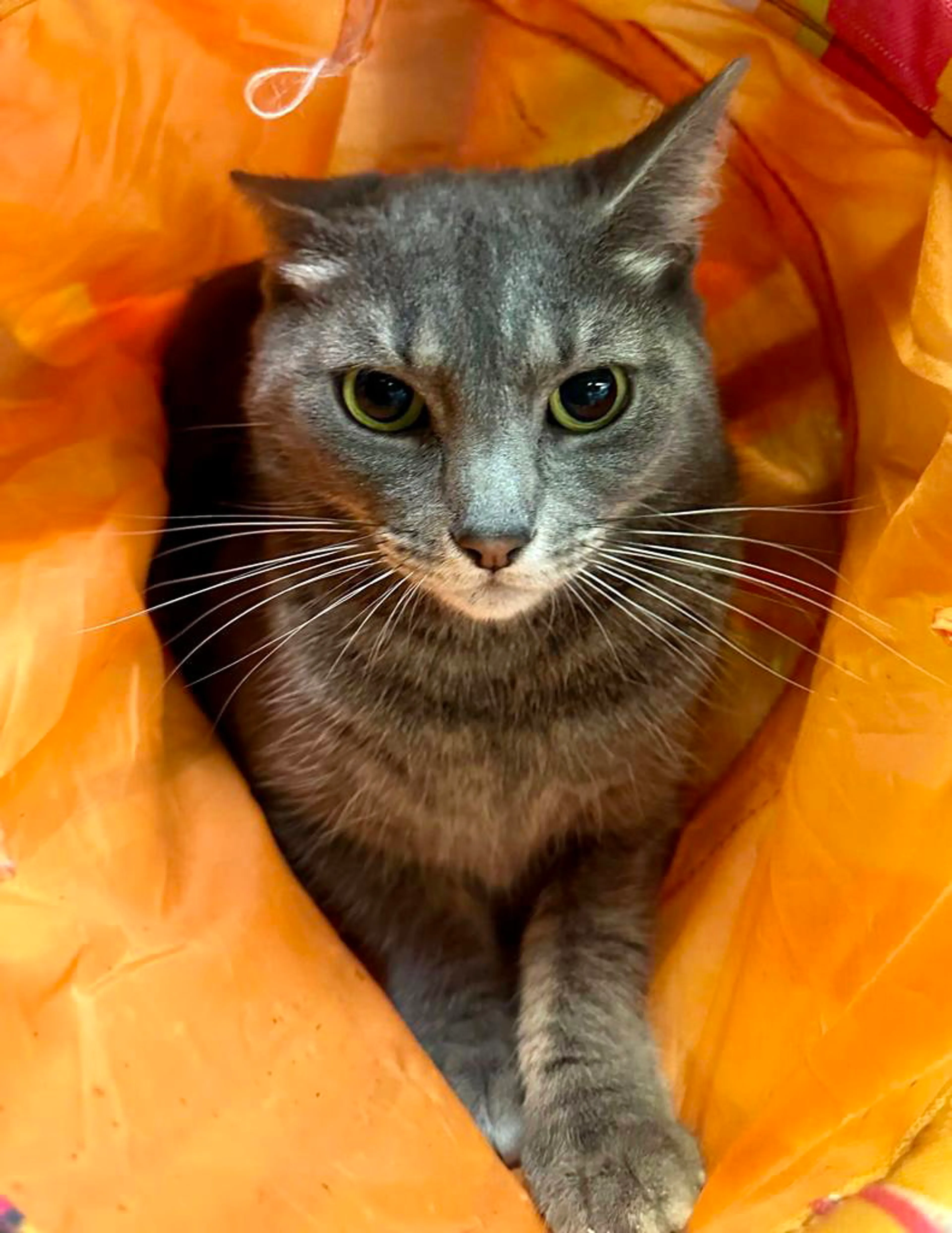 Found pet-2