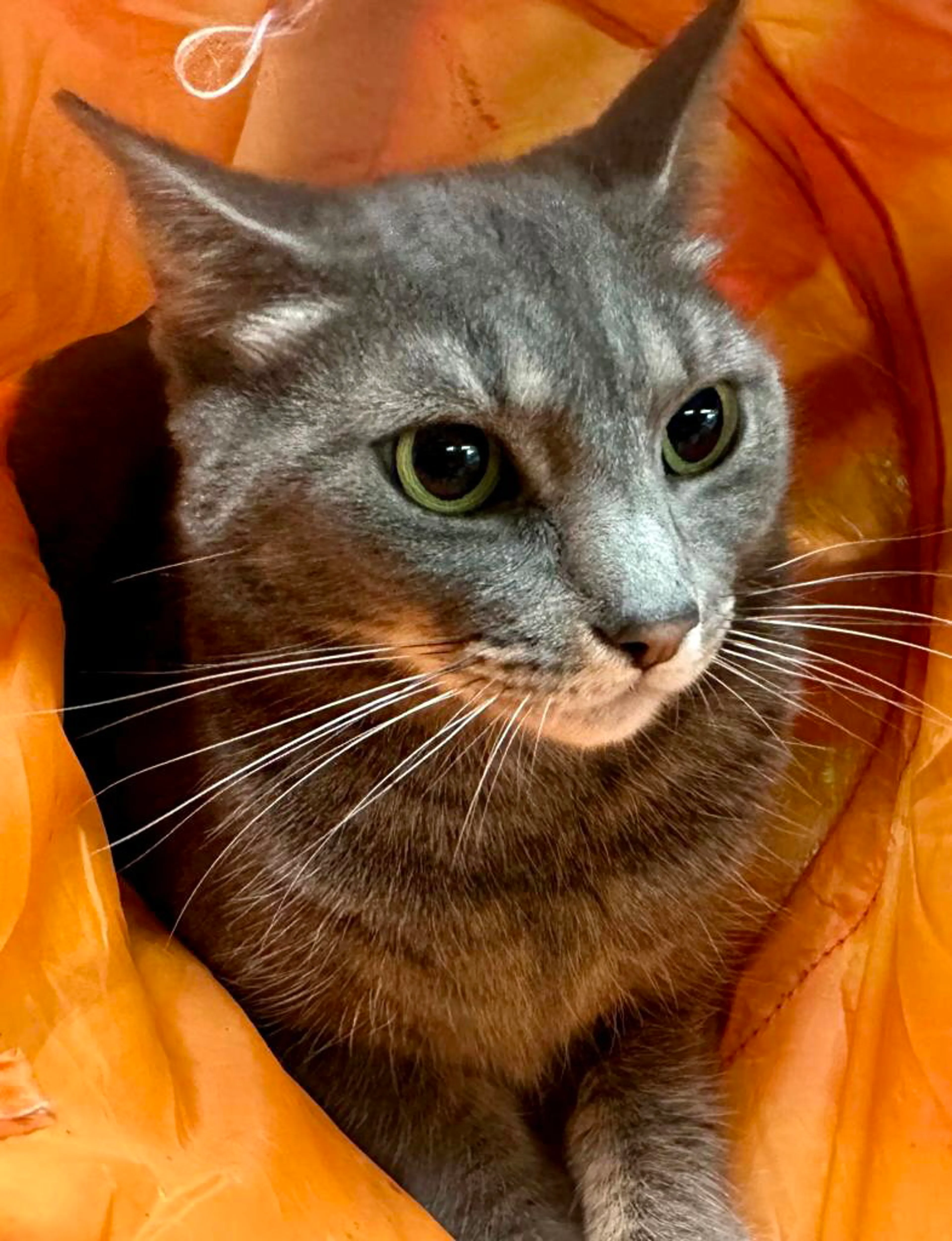 Found pet-1