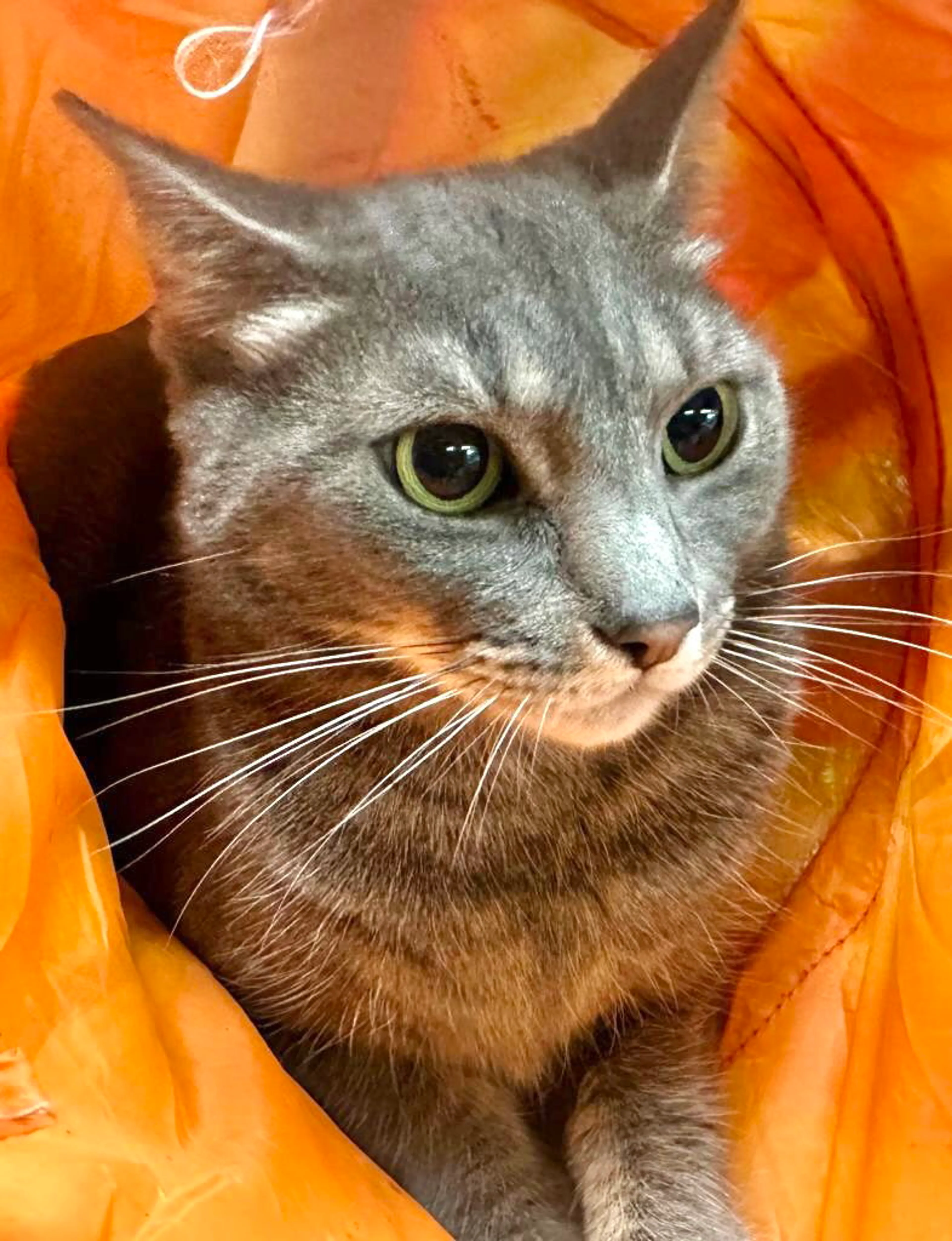 Found pet-4