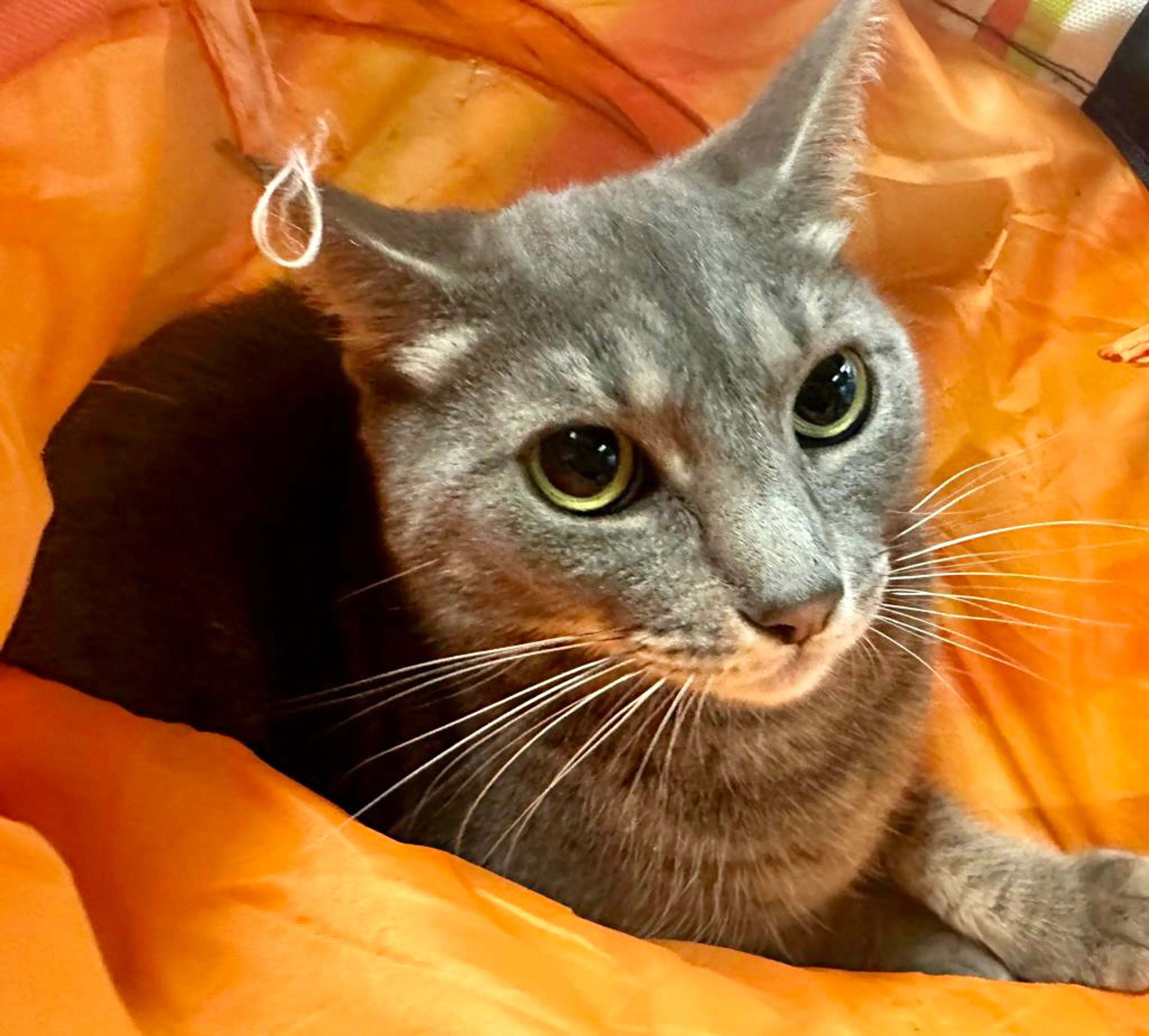 Found pet-0