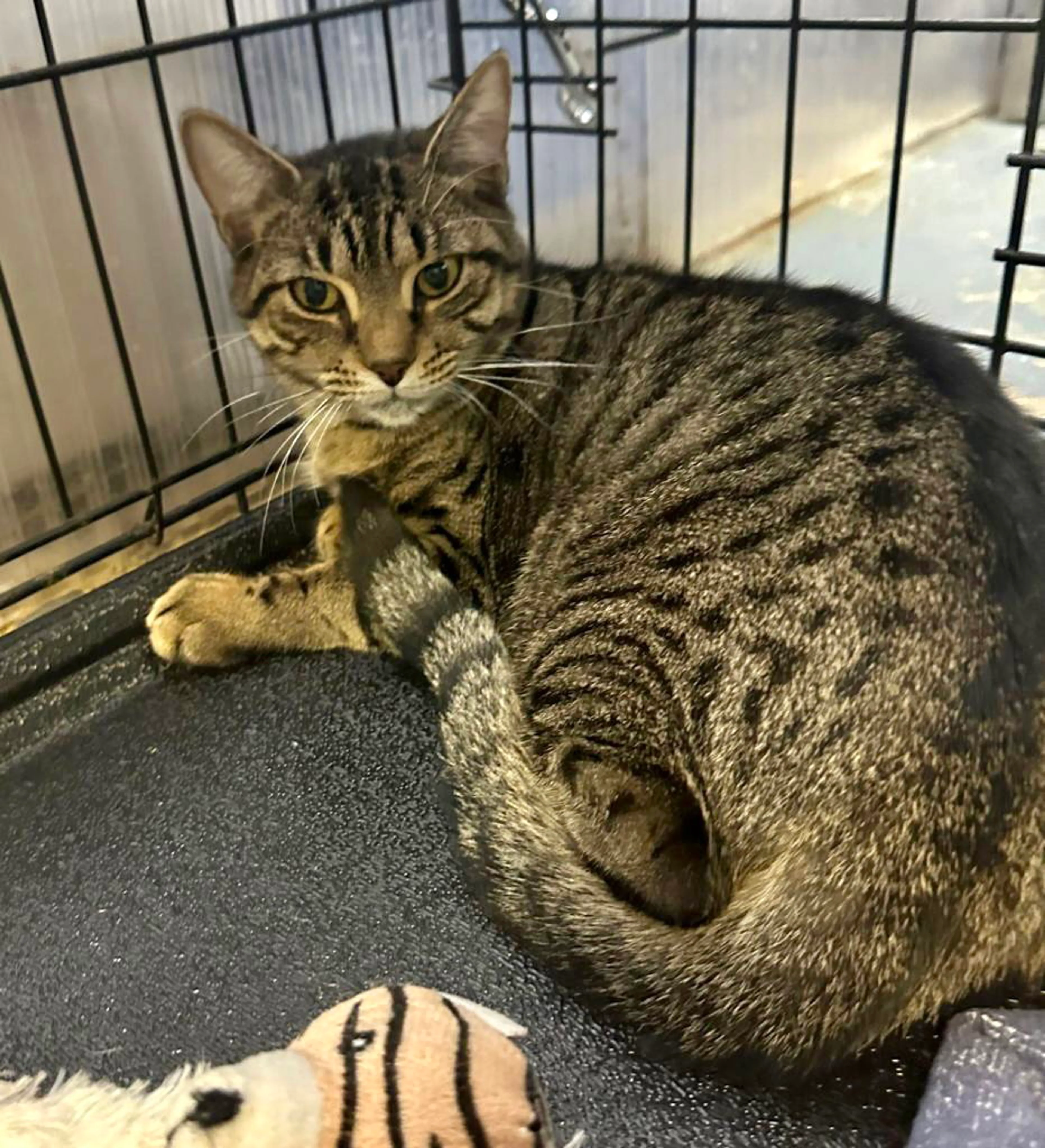 Found pet-2