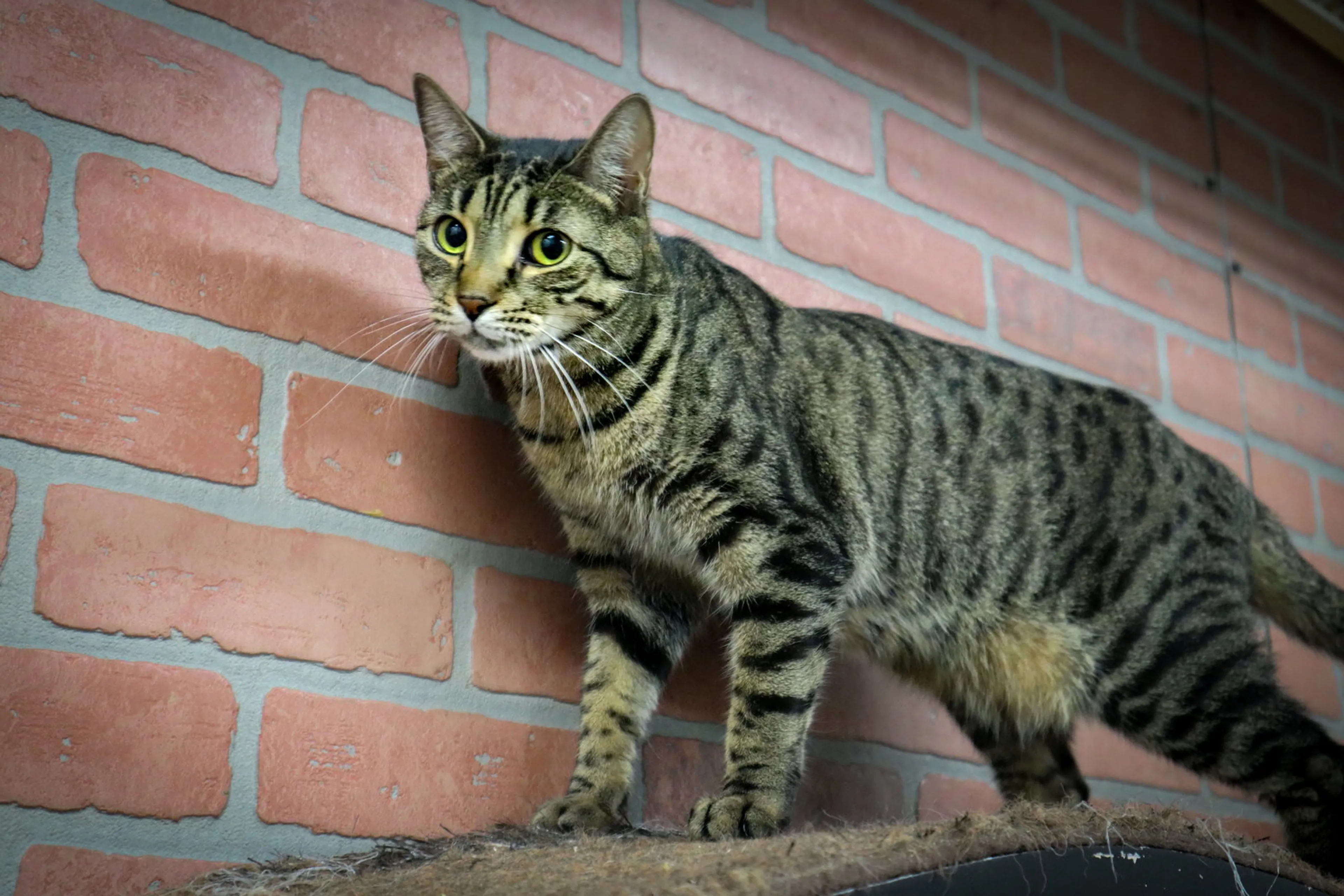Found pet-0