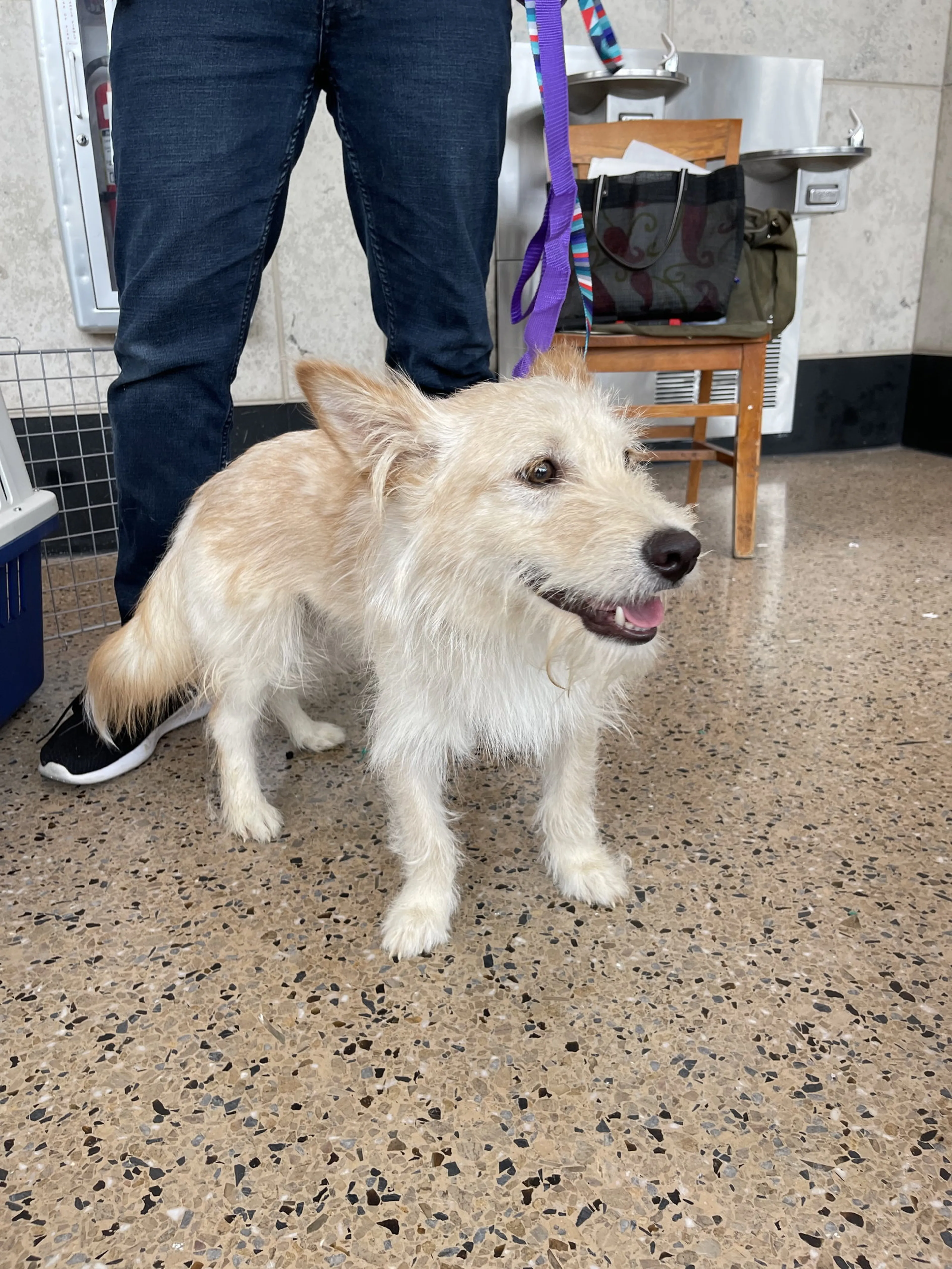 Found pet-2