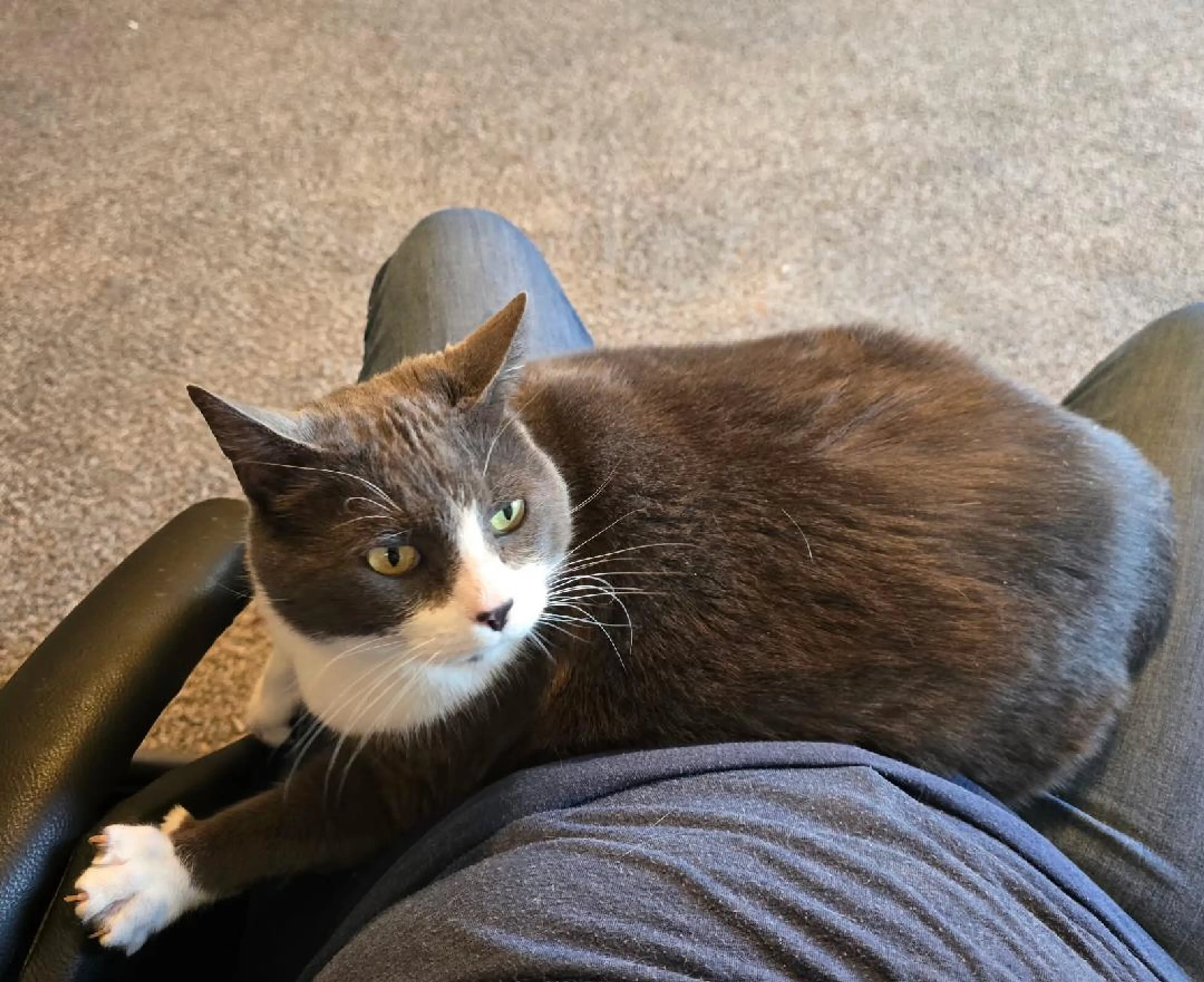Found pet-3