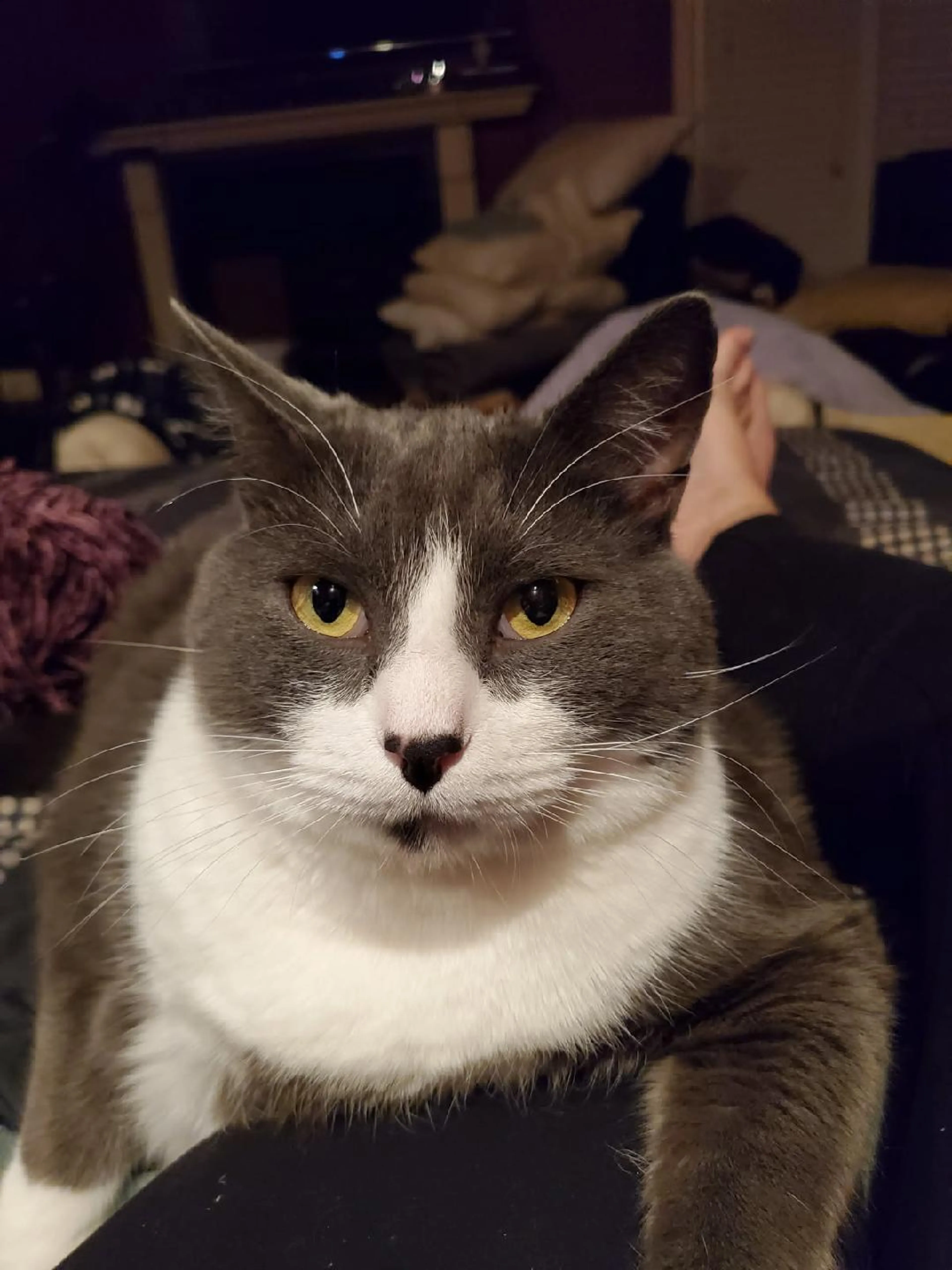 Found pet-1