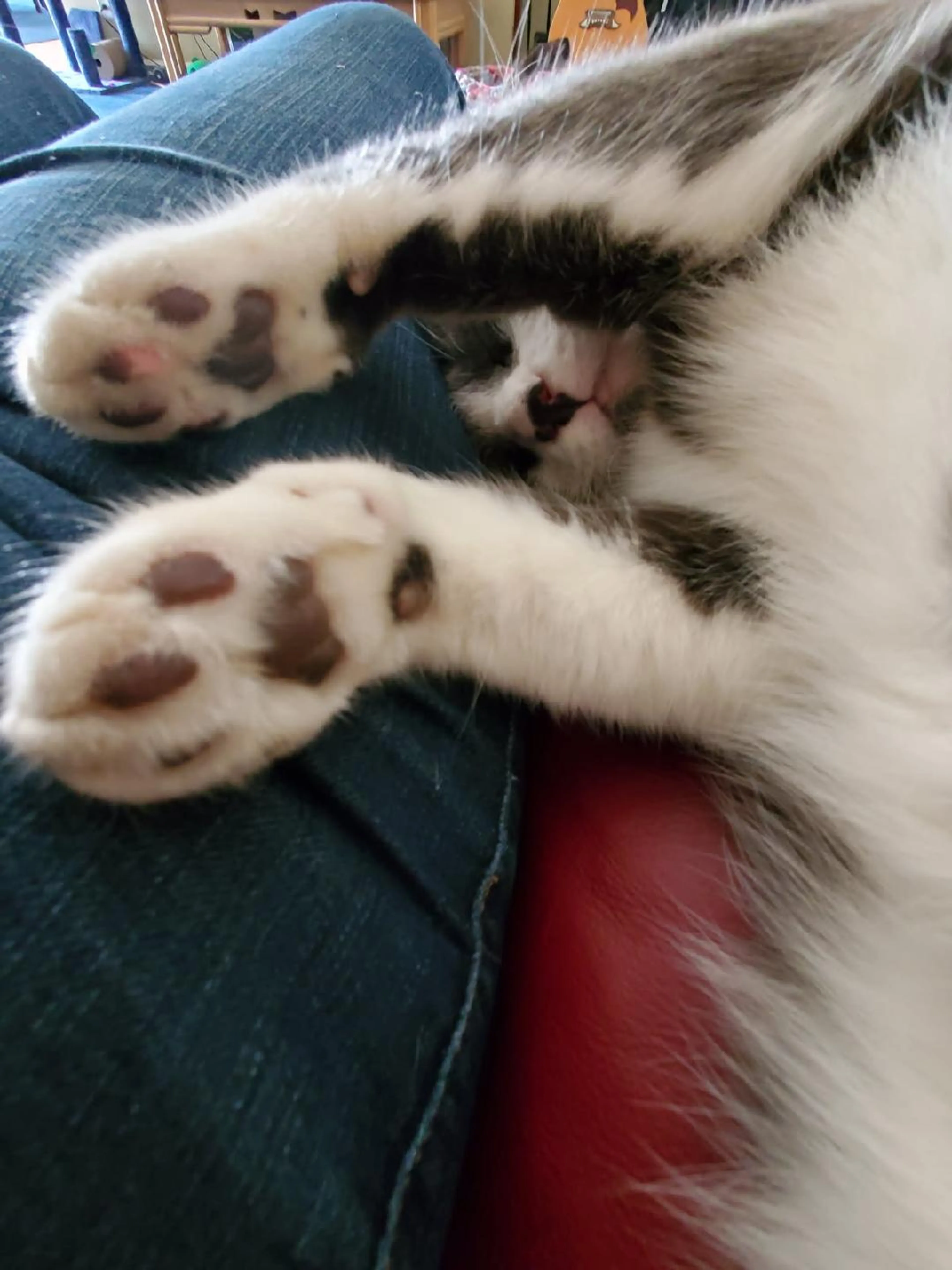Found pet-2
