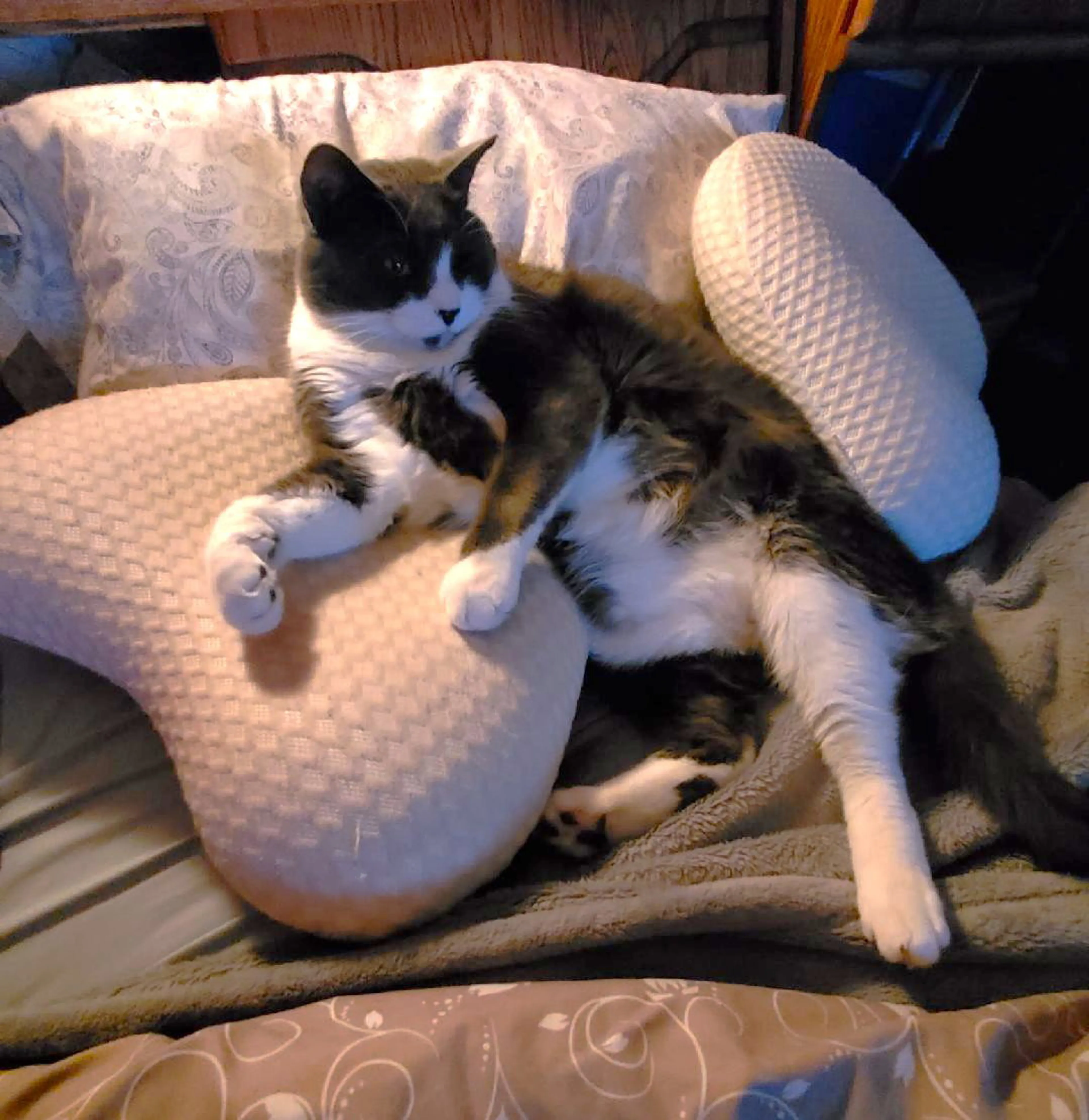 Found pet-0
