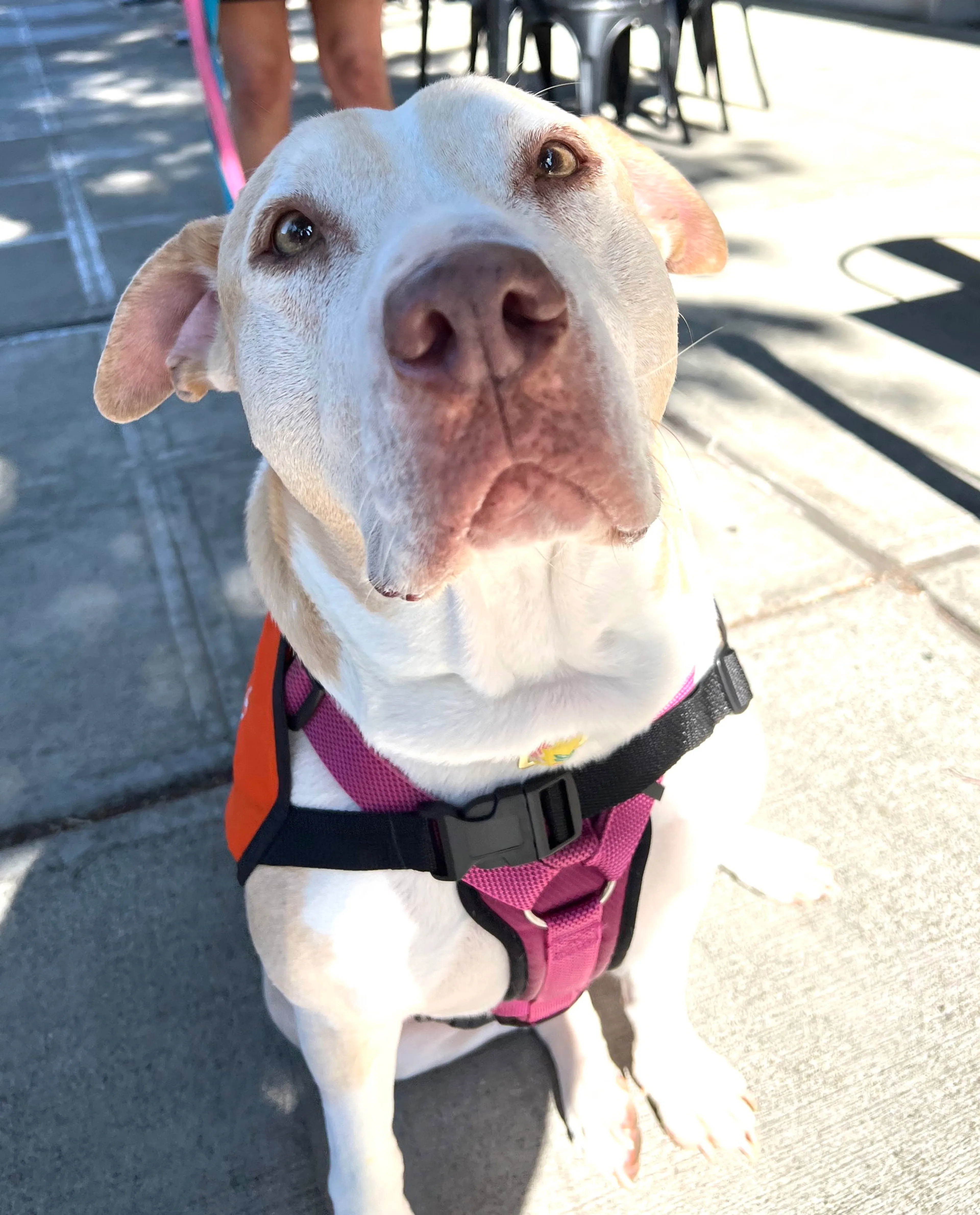 Found pet-6