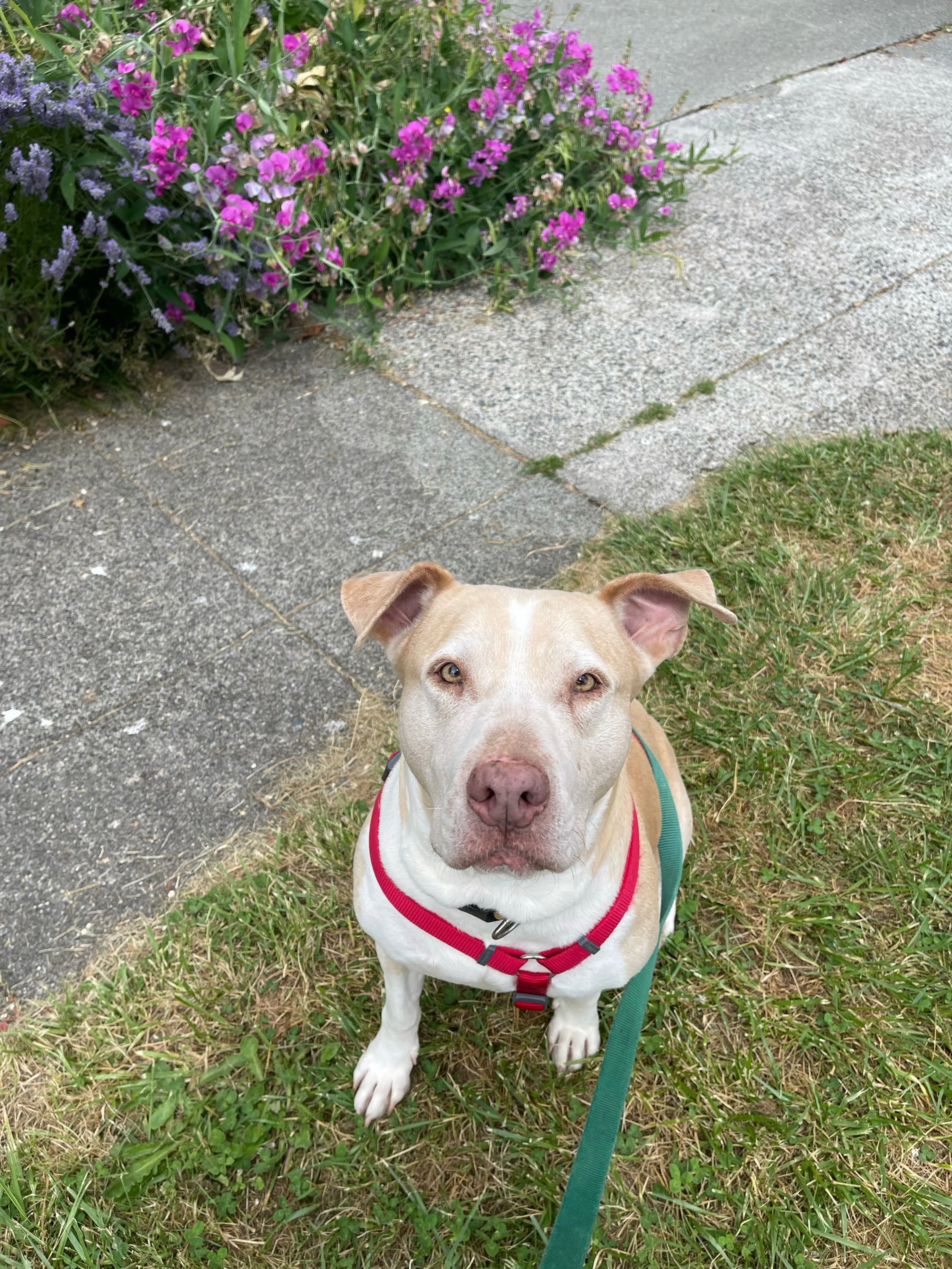 Found pet-7