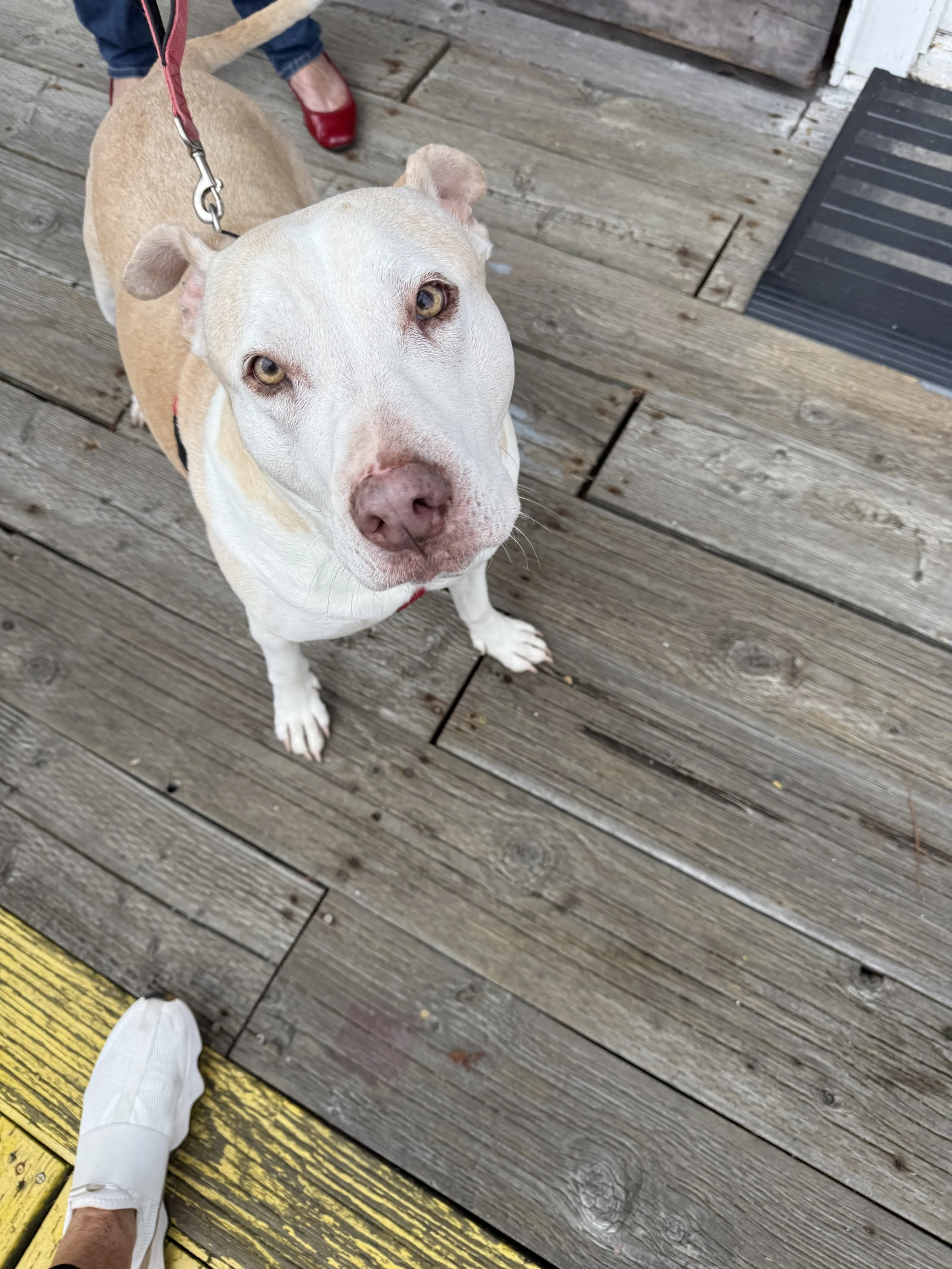 Found pet-3