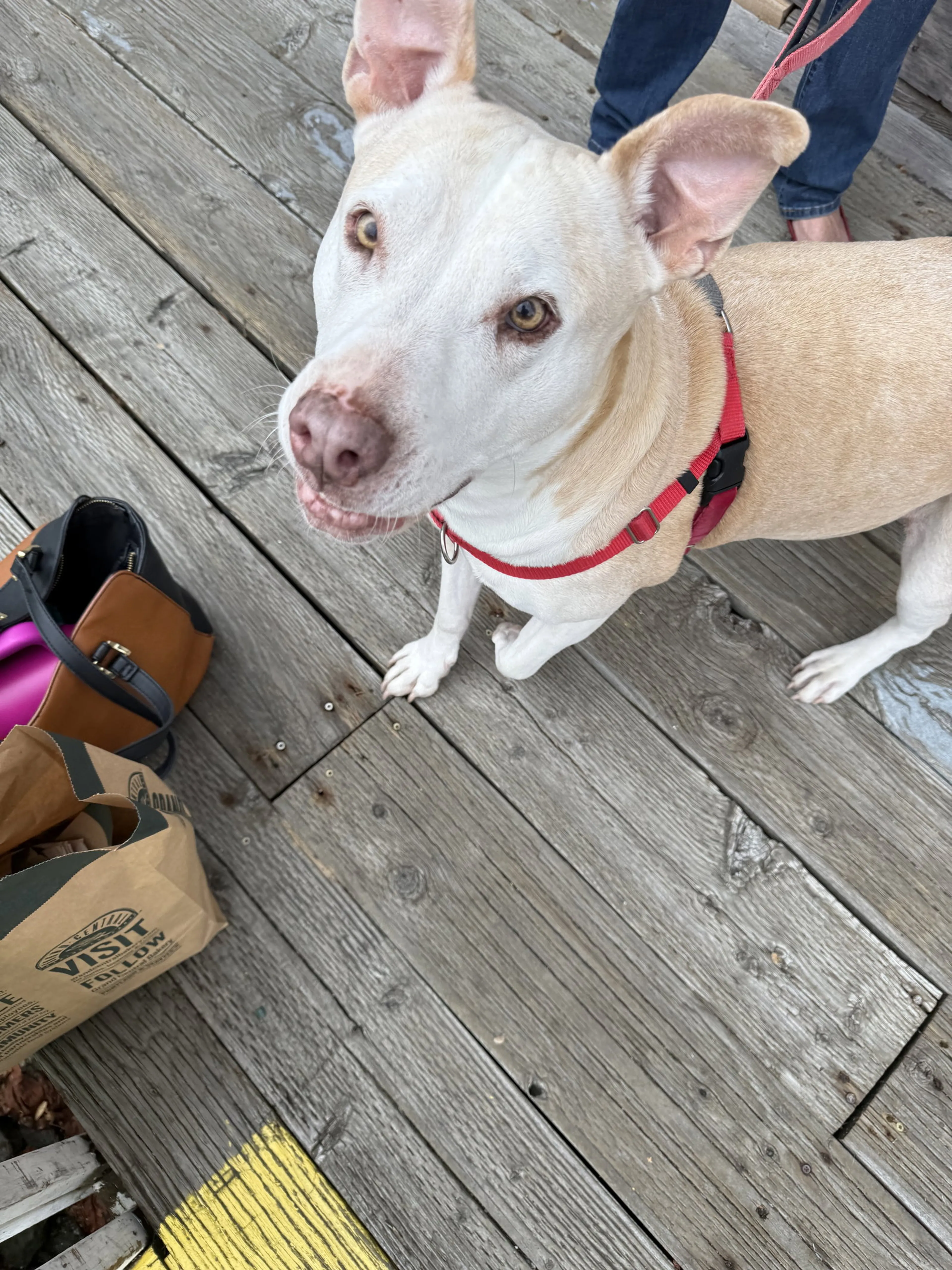 Found pet-2