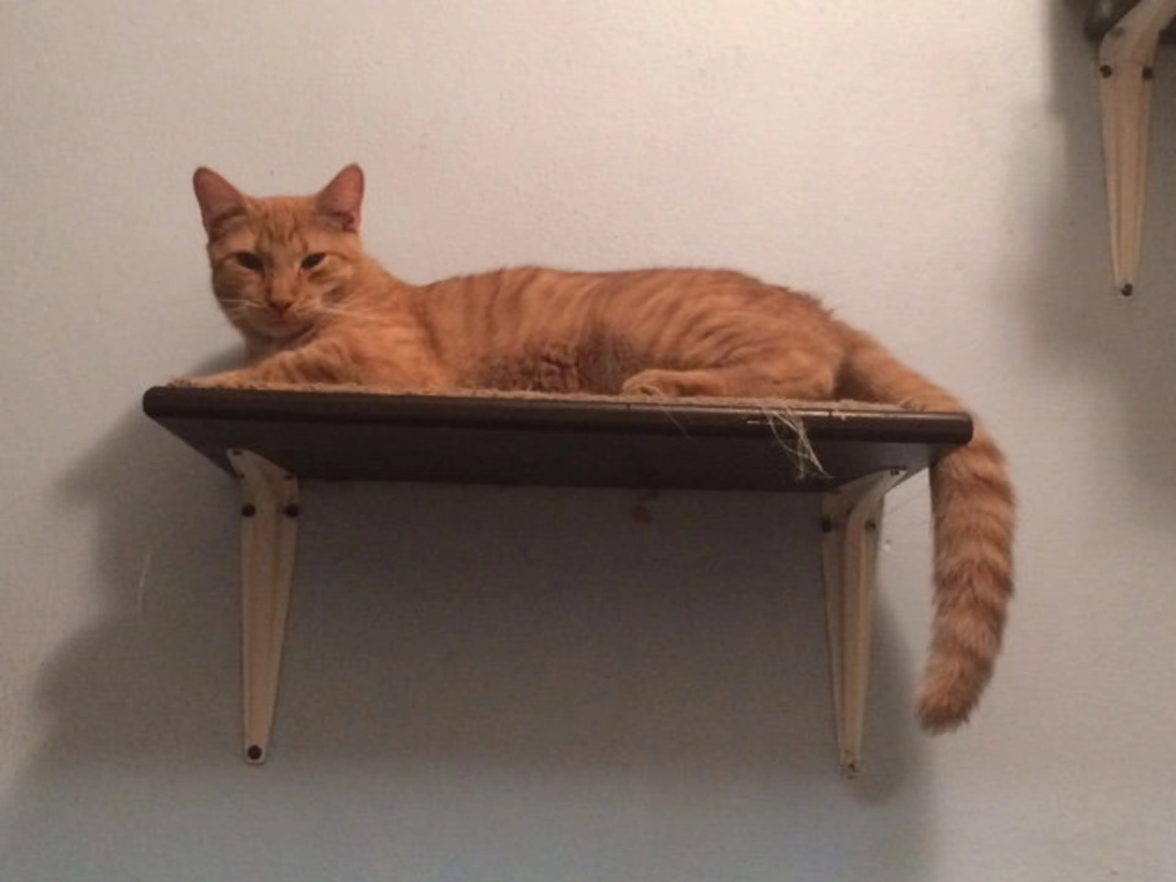 Found pet-1