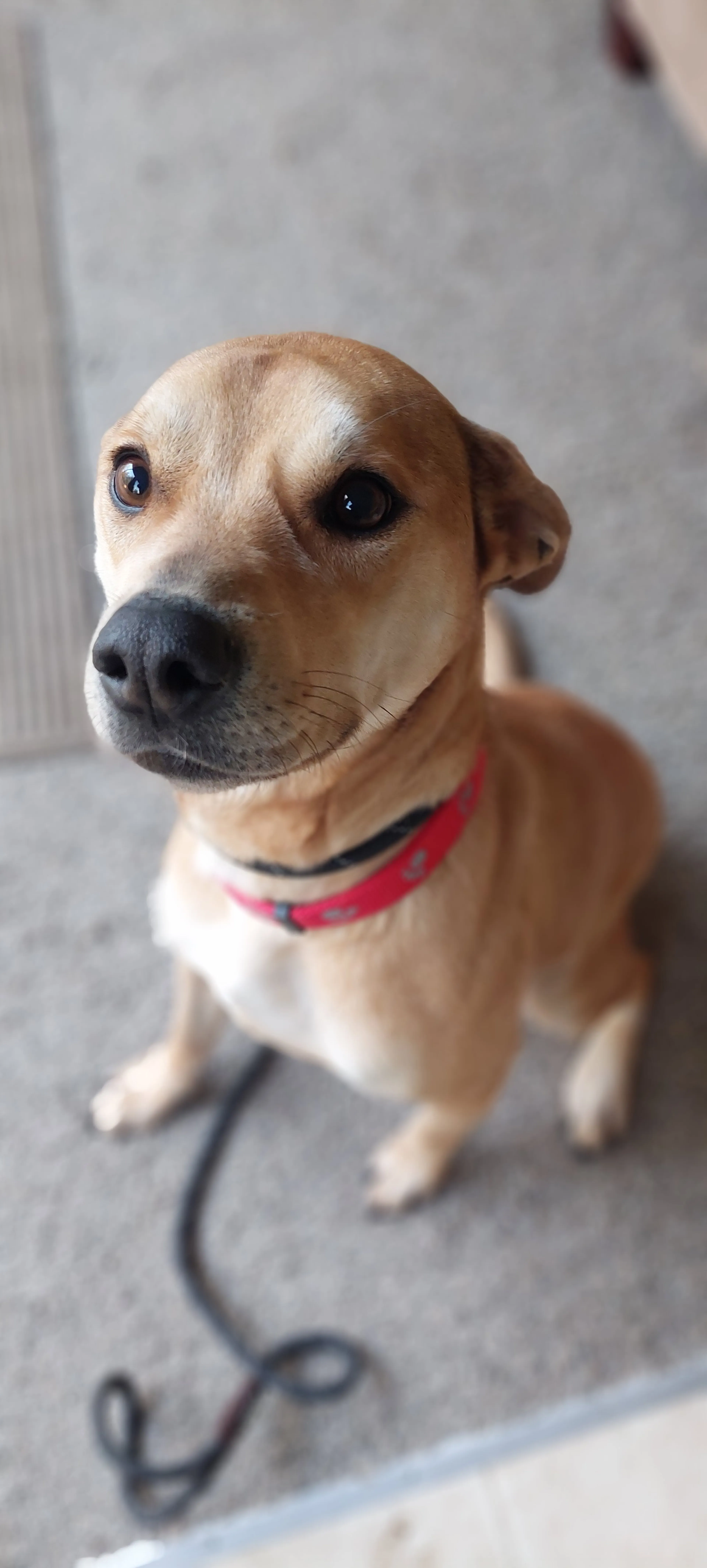 Found pet-3