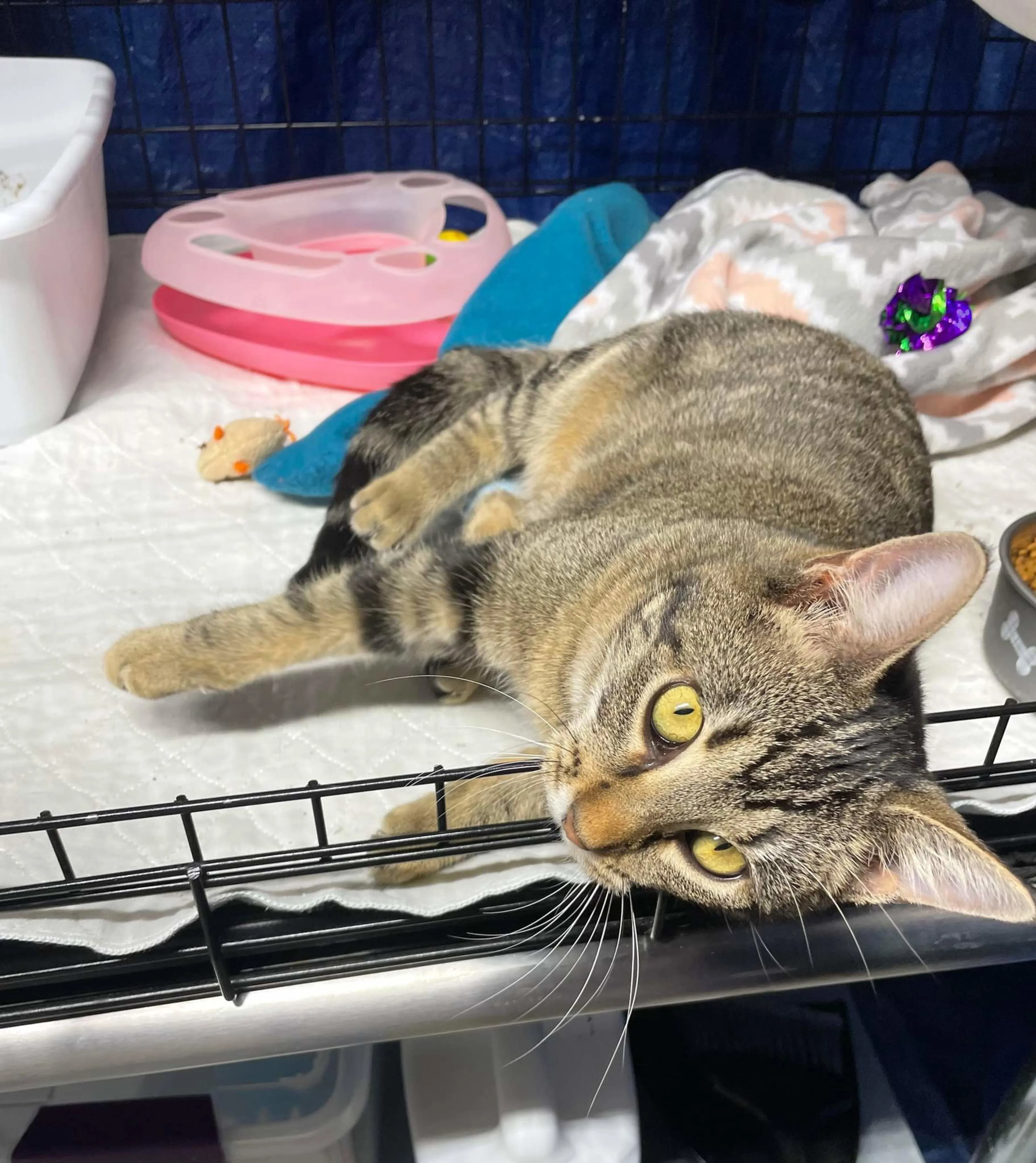 Found pet-9