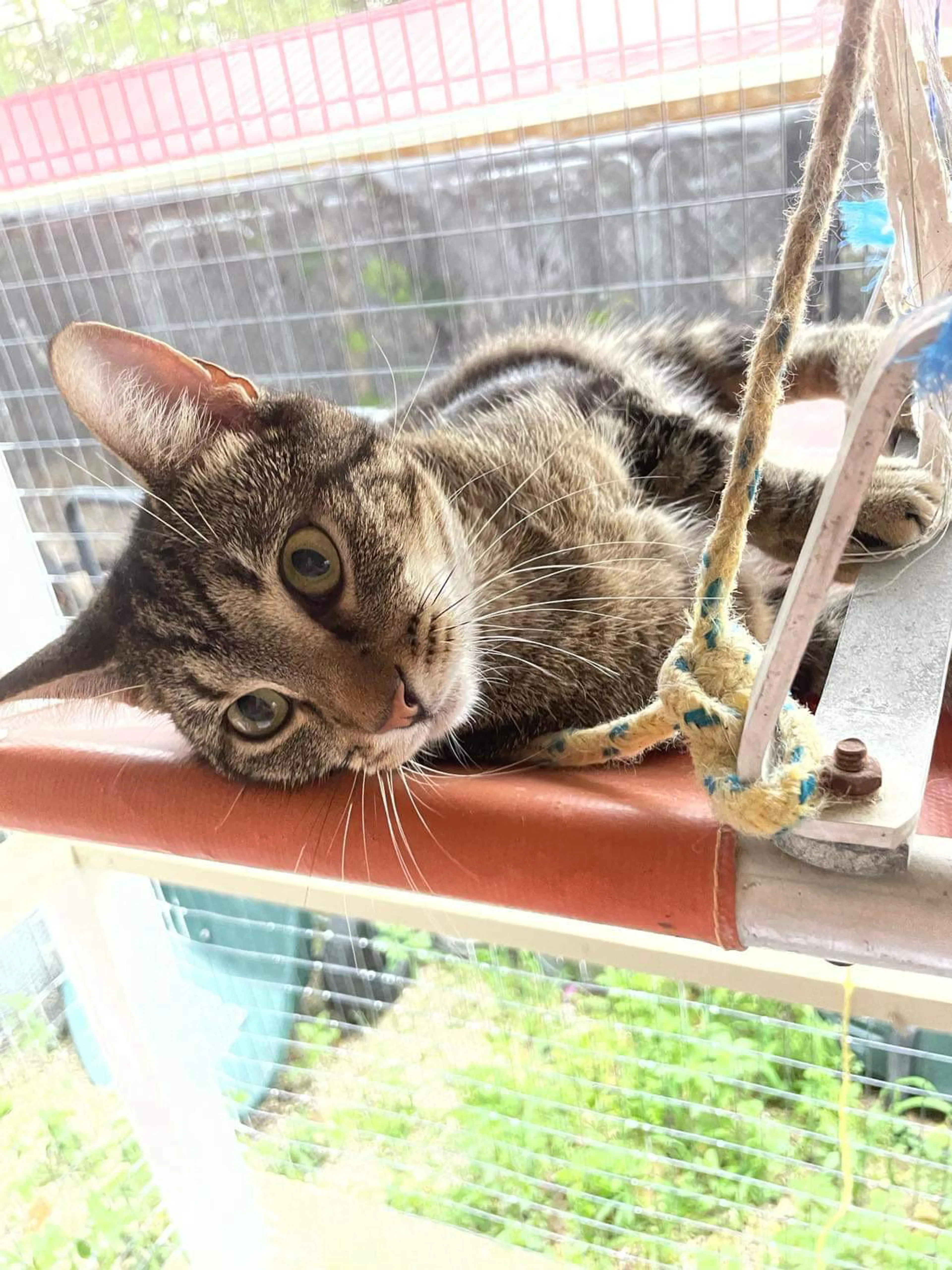 Found pet-0