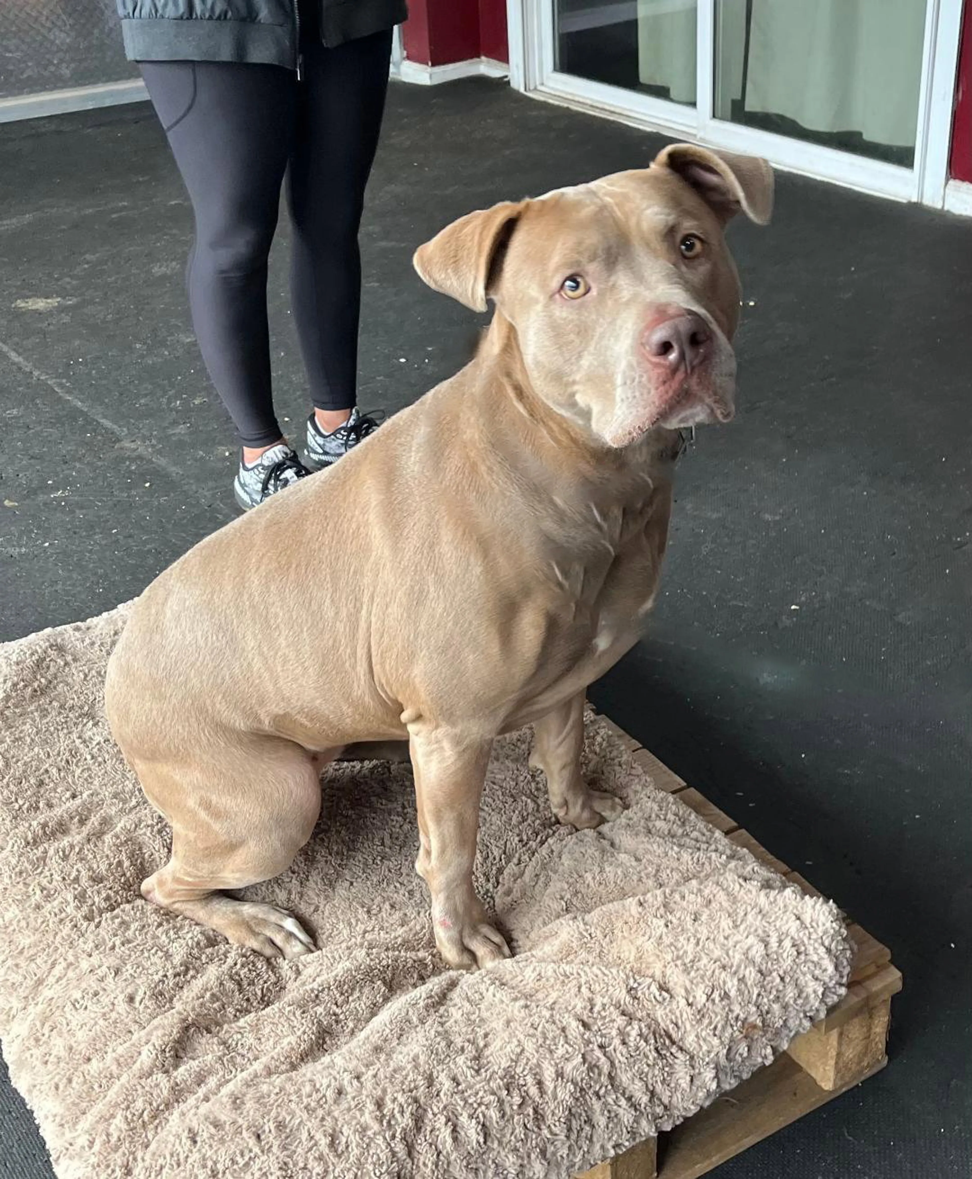 Found pet-4