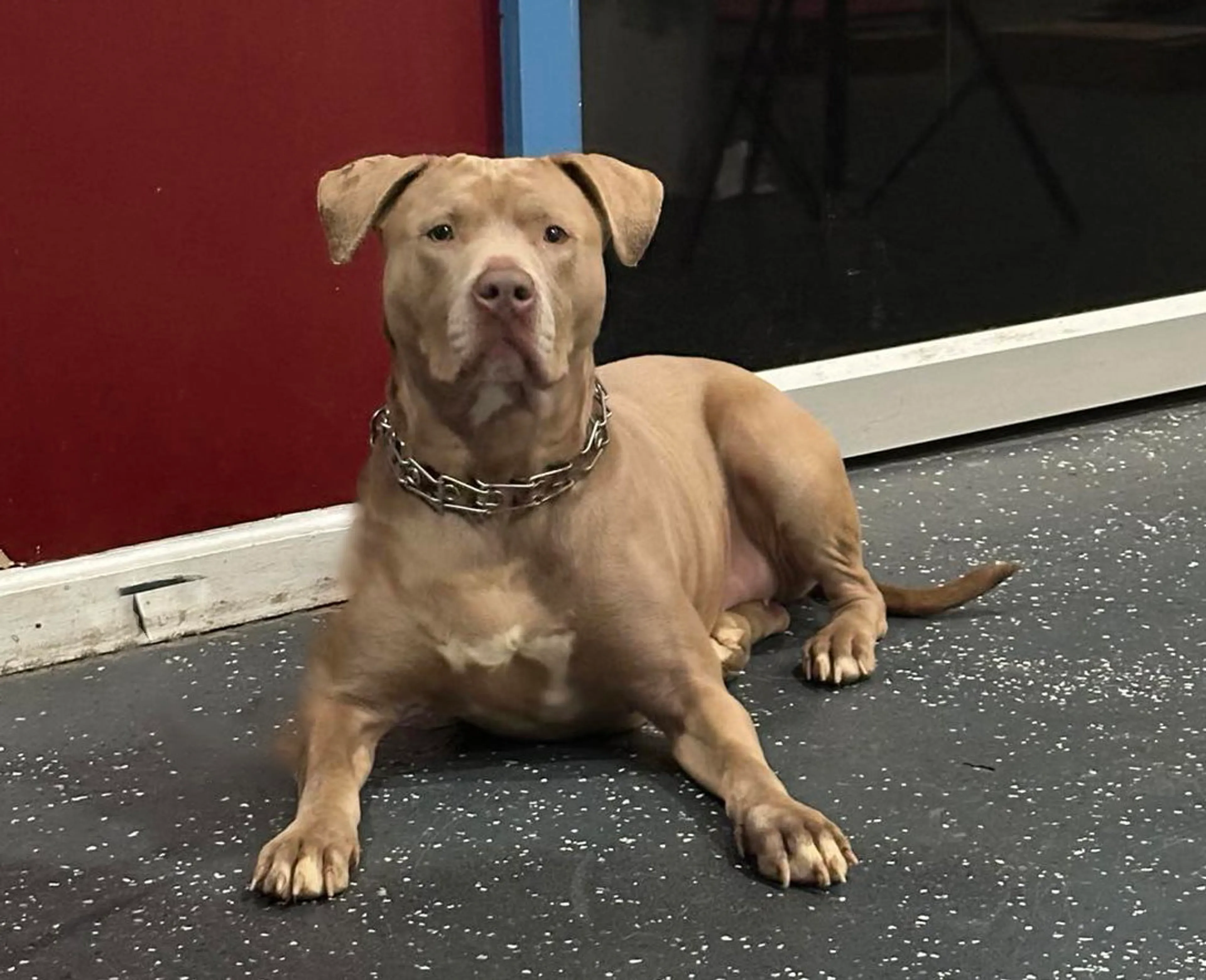 Found pet-5