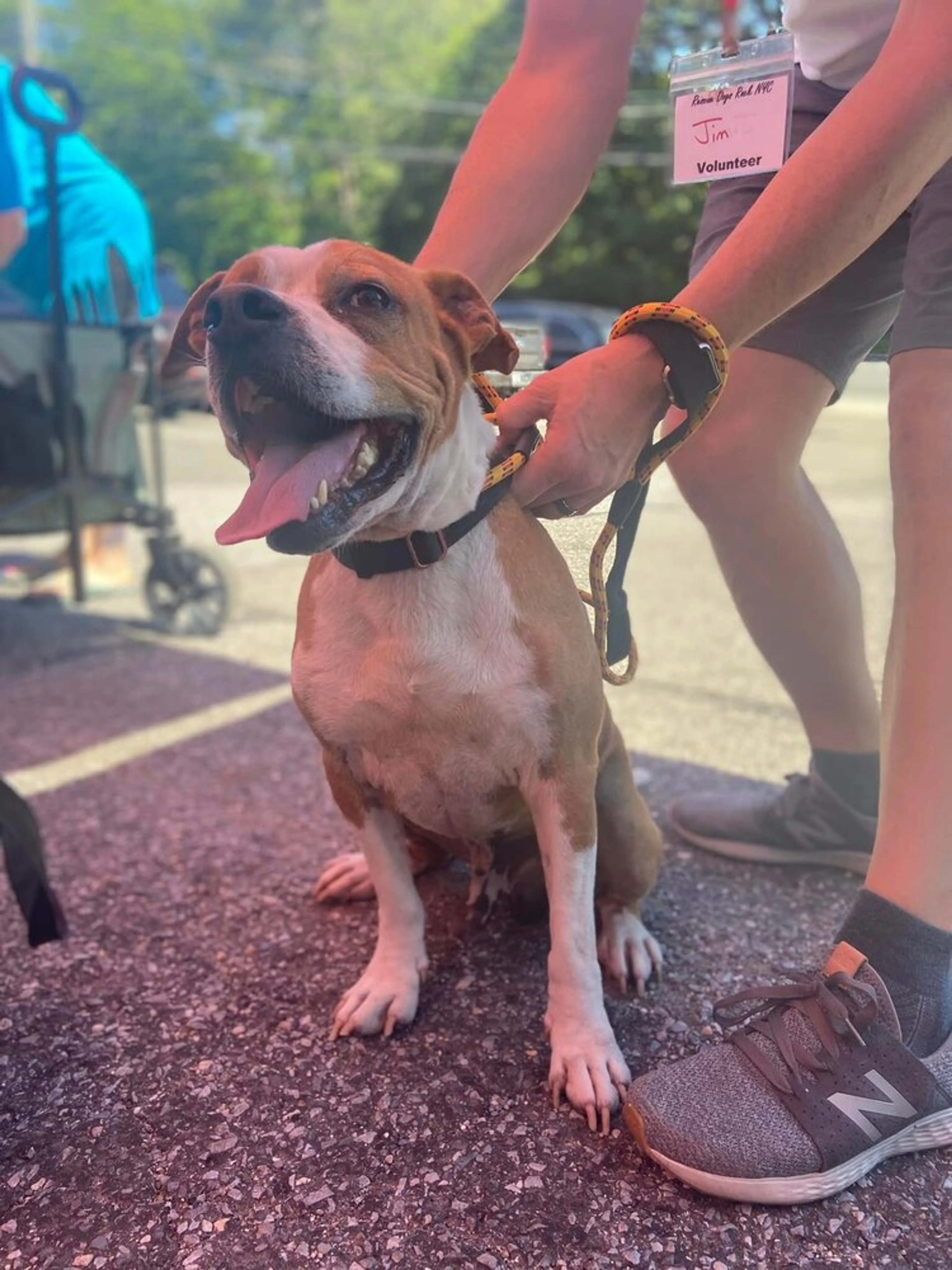 Found pet-3