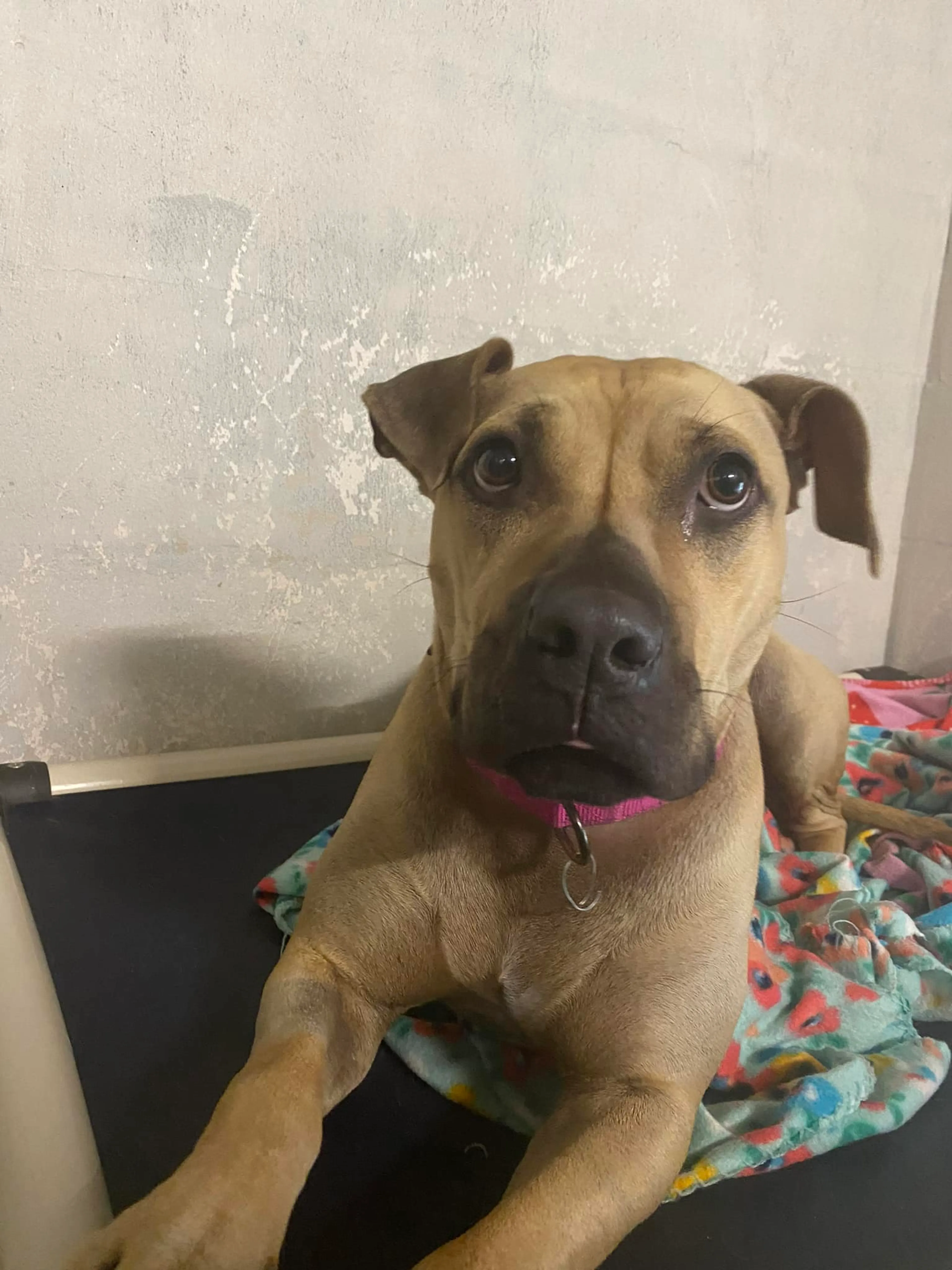Found pet-2