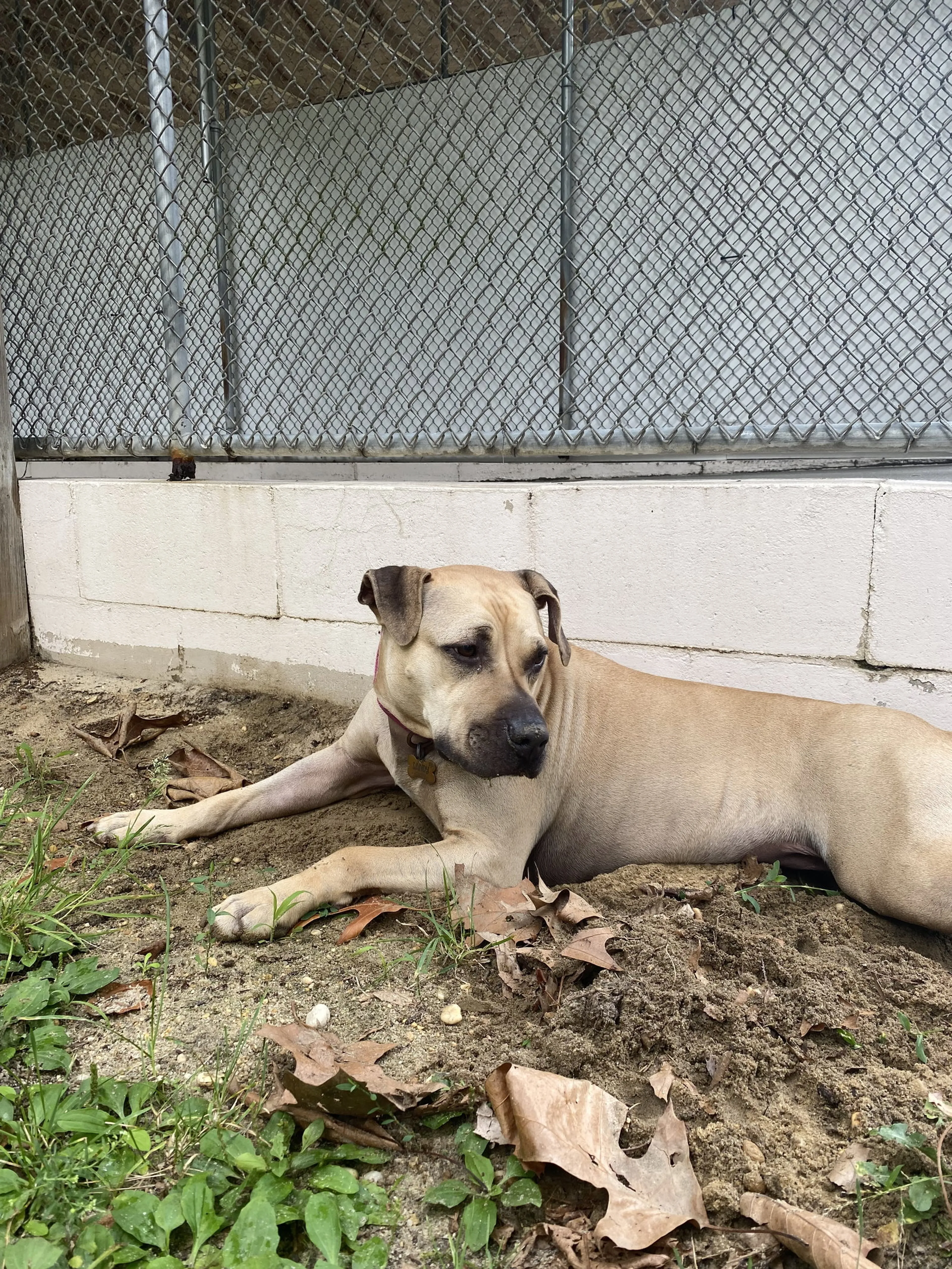 Found pet-11