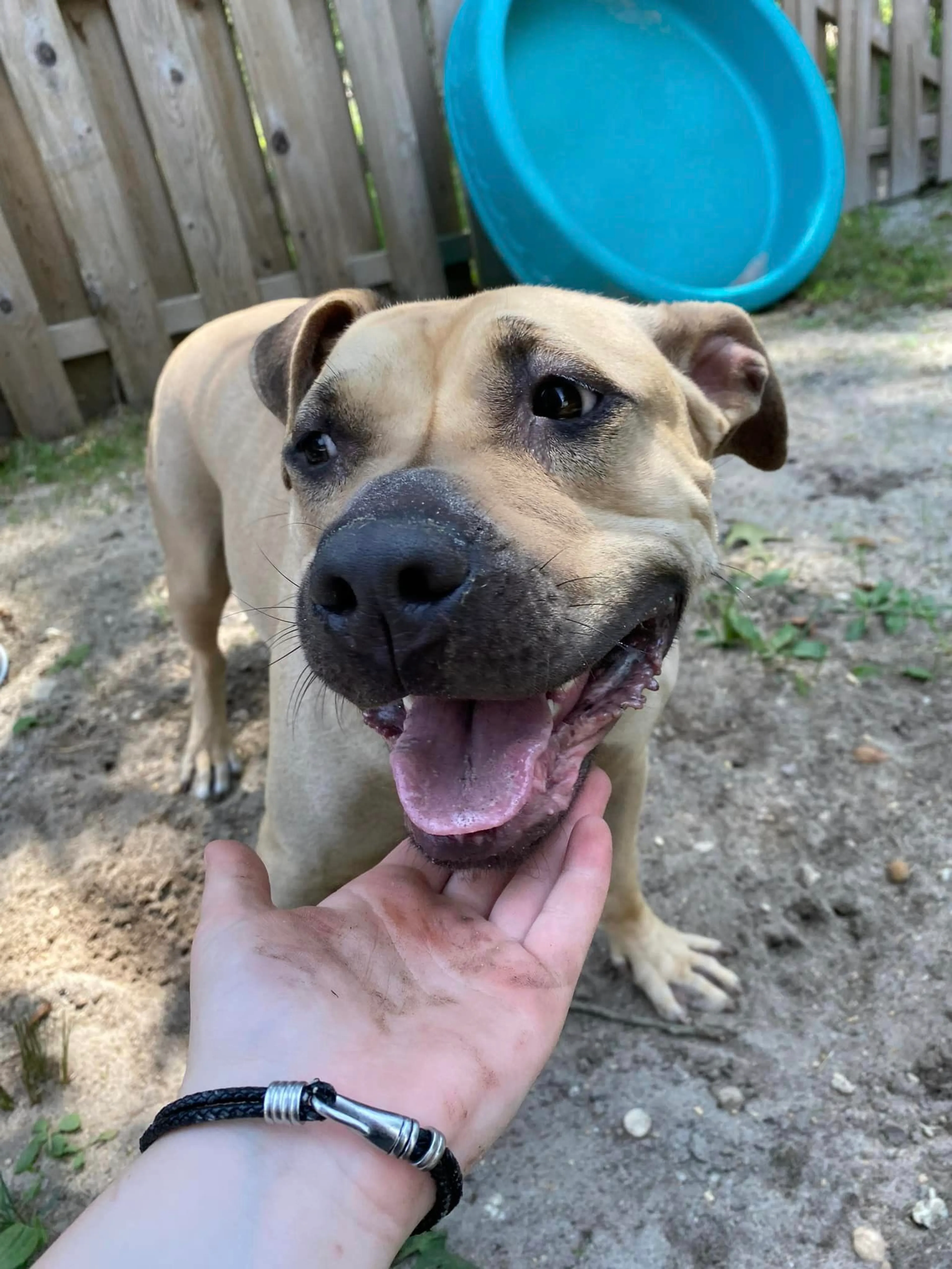 Found pet-5