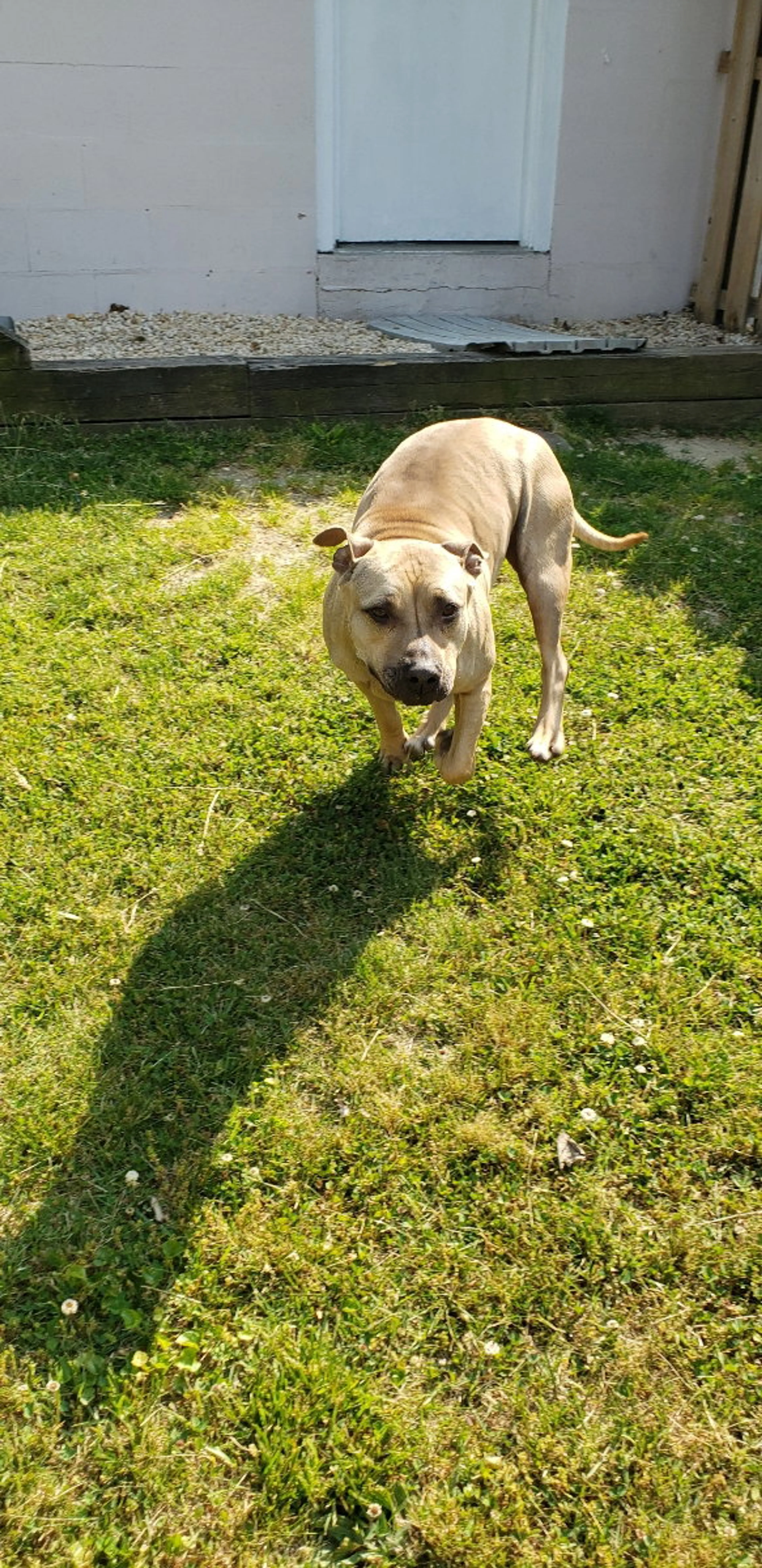 Found pet-10