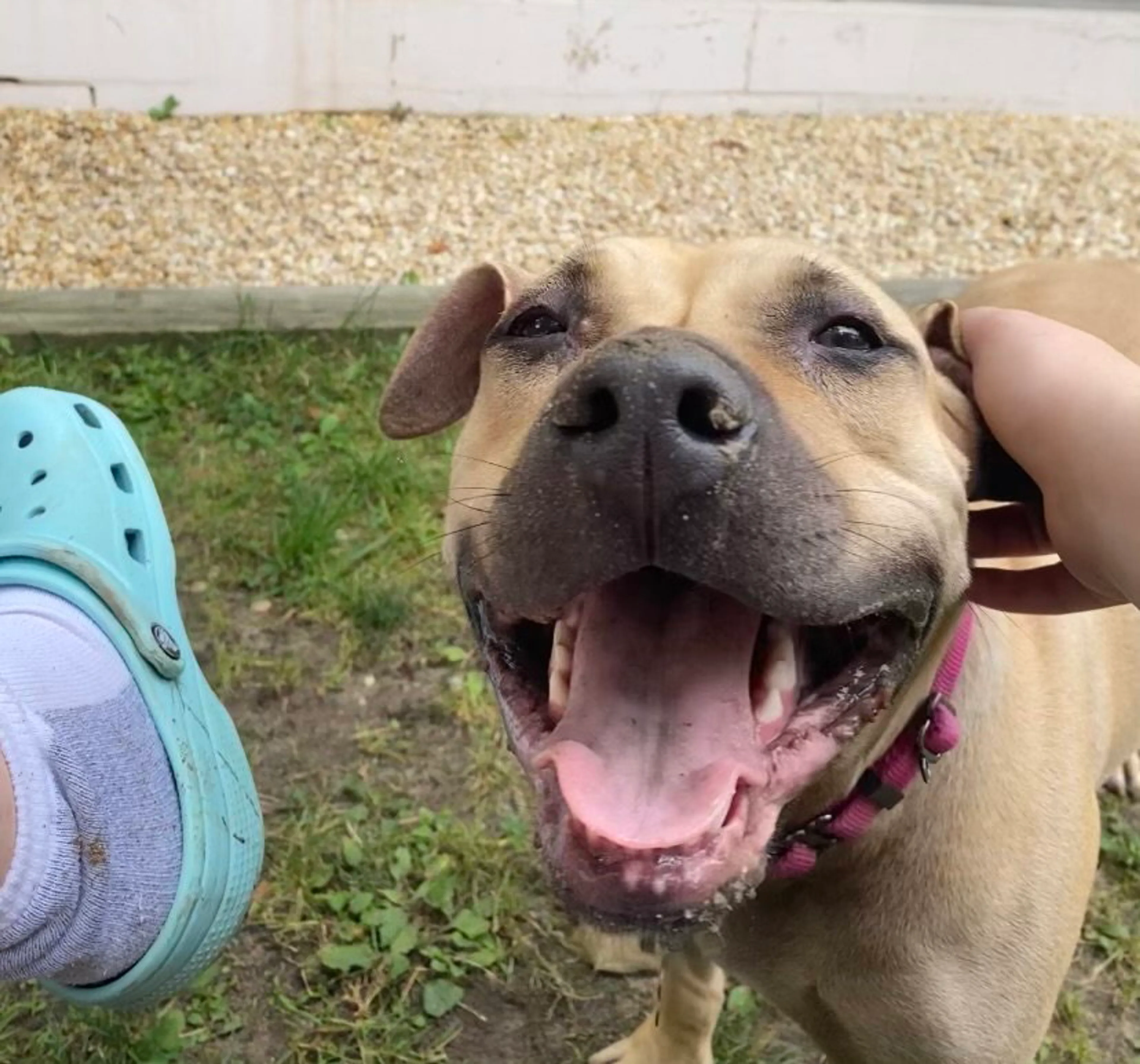 Found pet-8