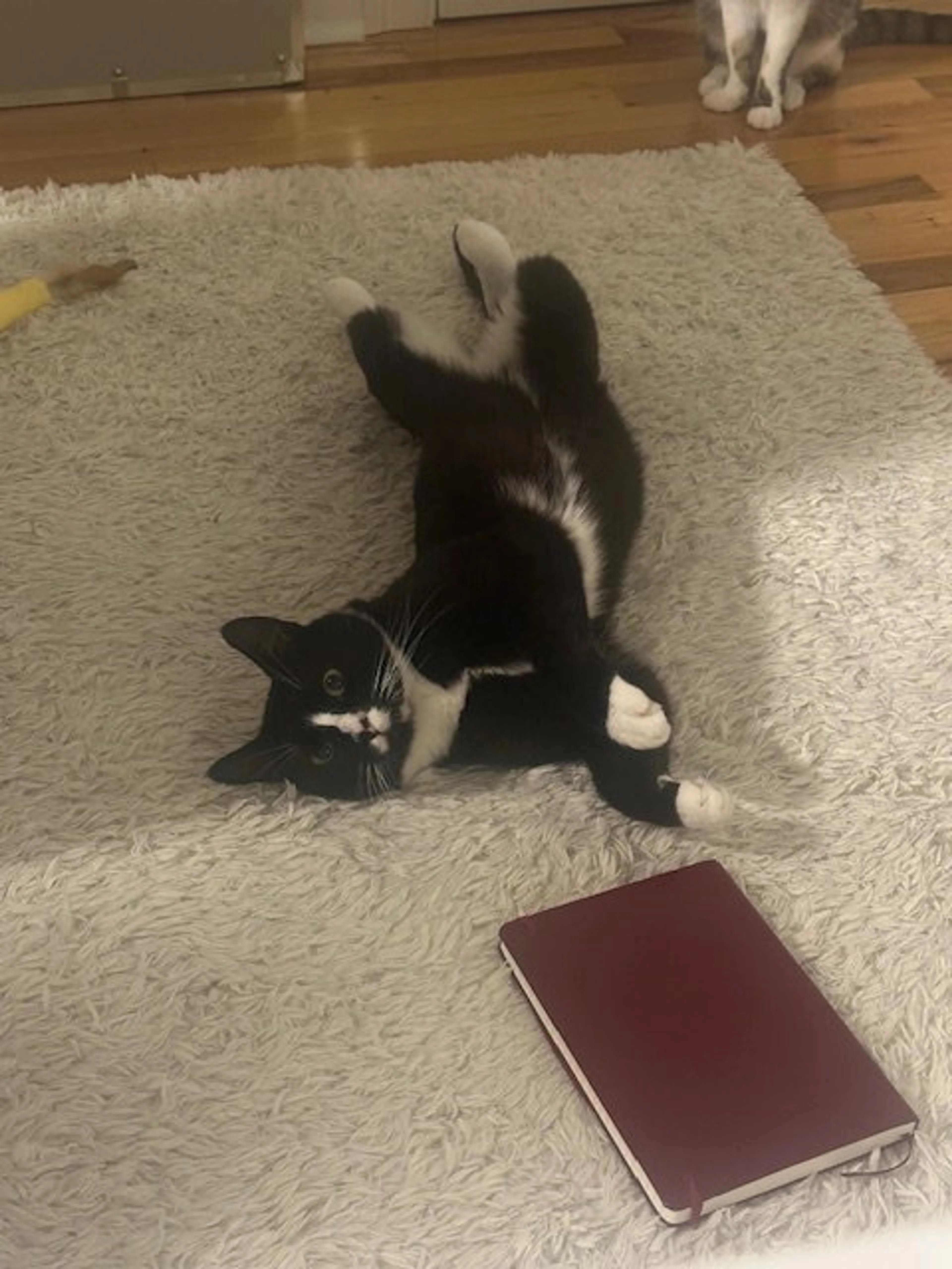 Found pet-1