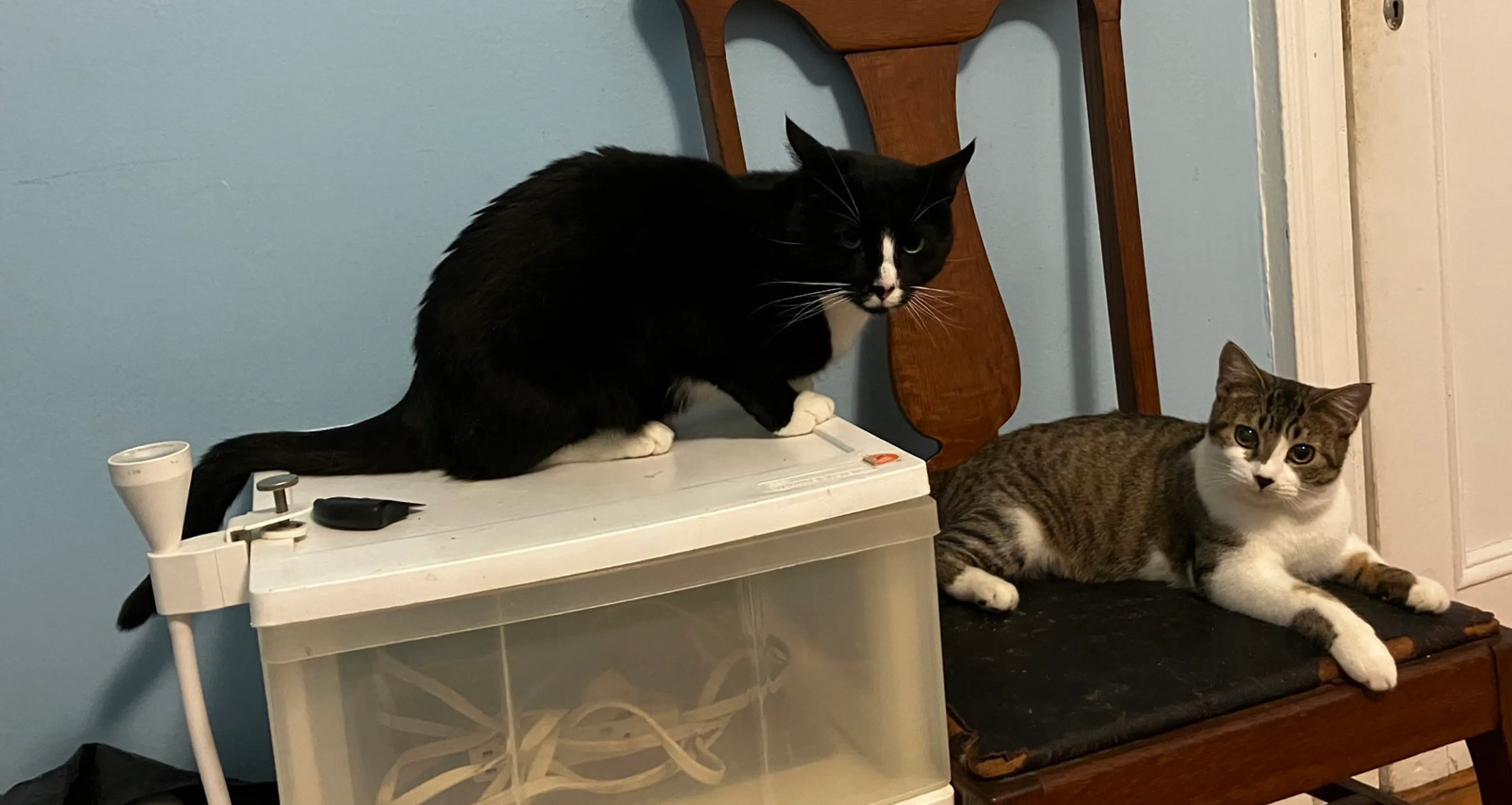 Found pet-2
