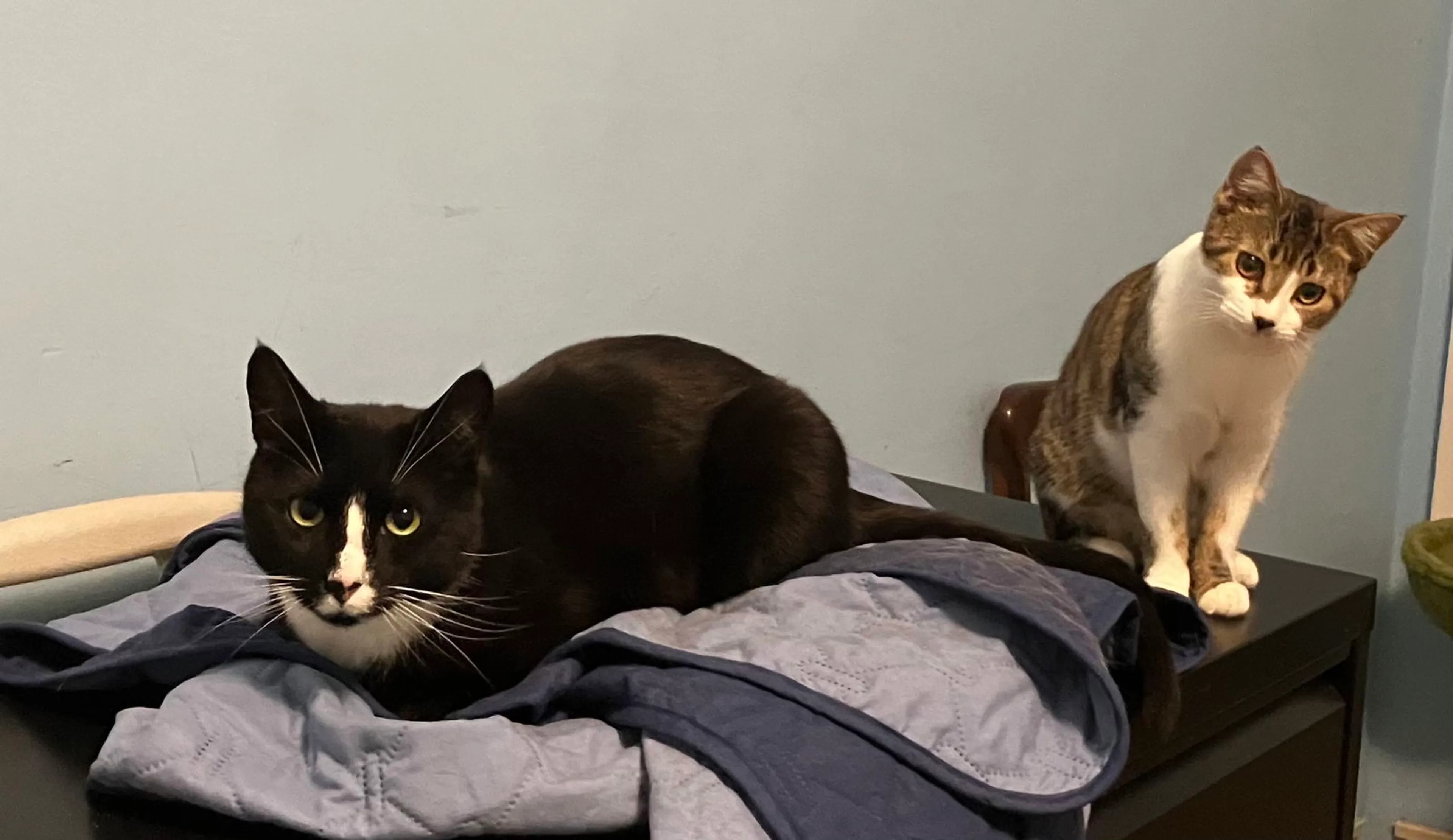 Found pet-0
