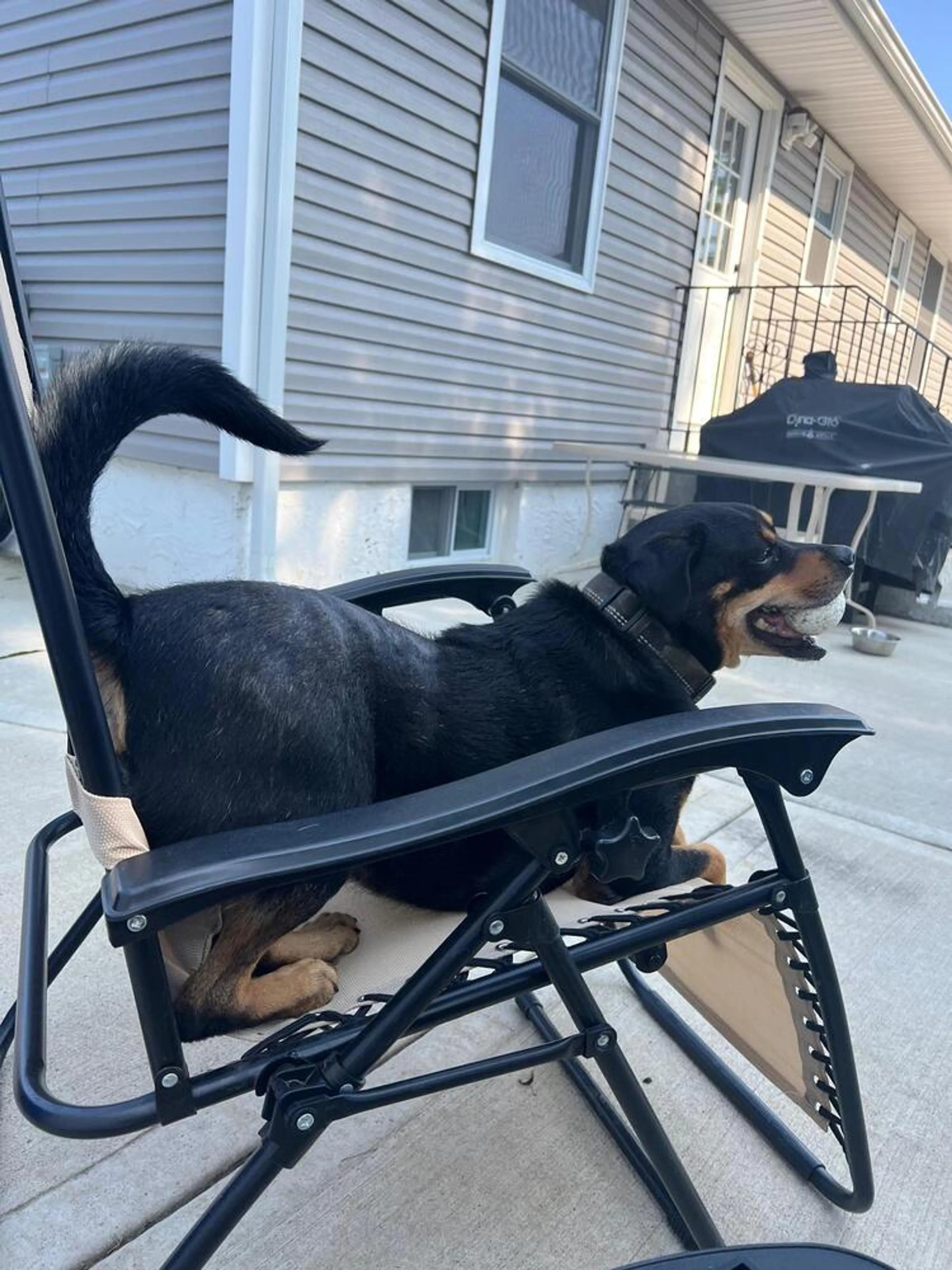 Found pet-1