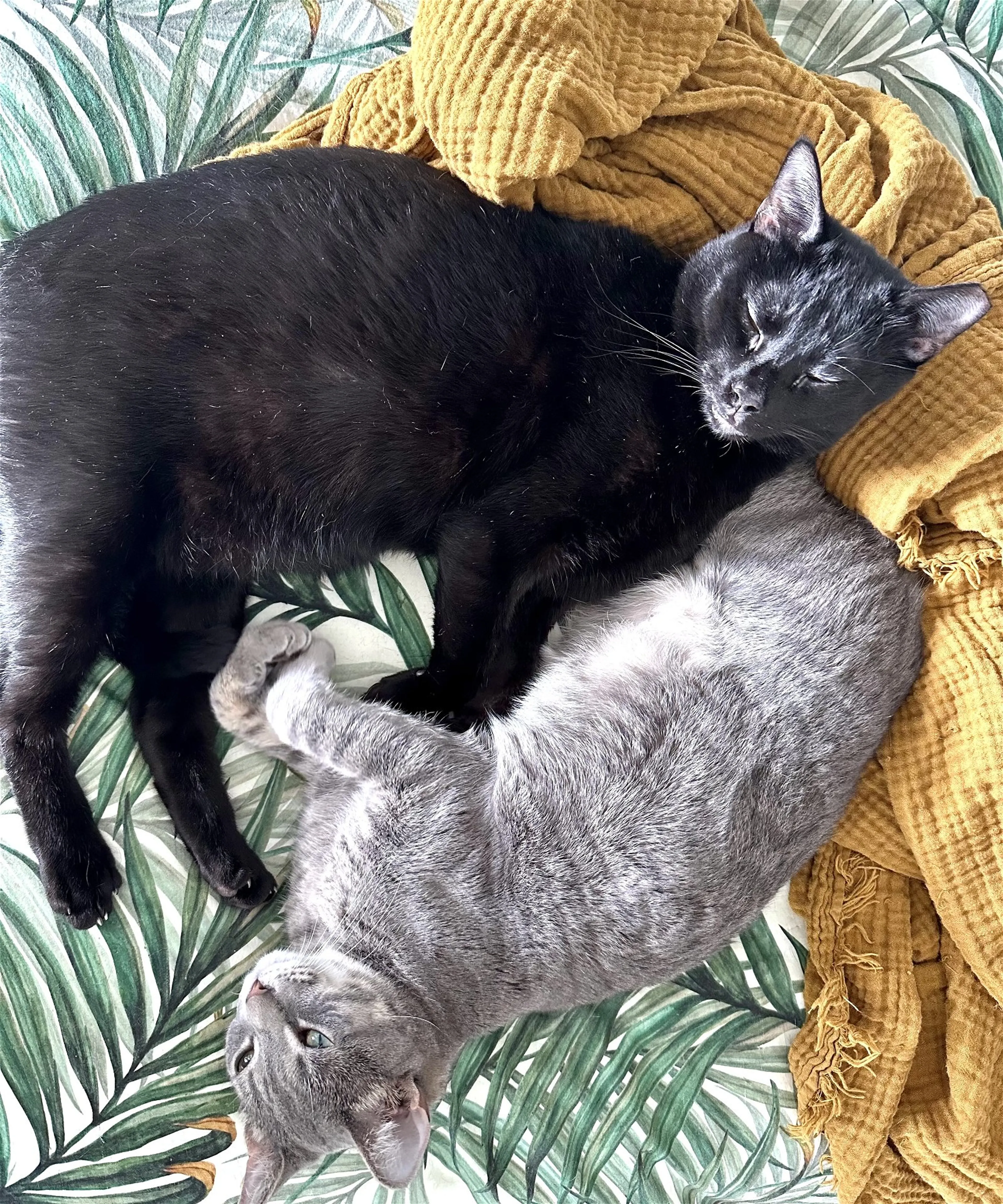Found pet-1