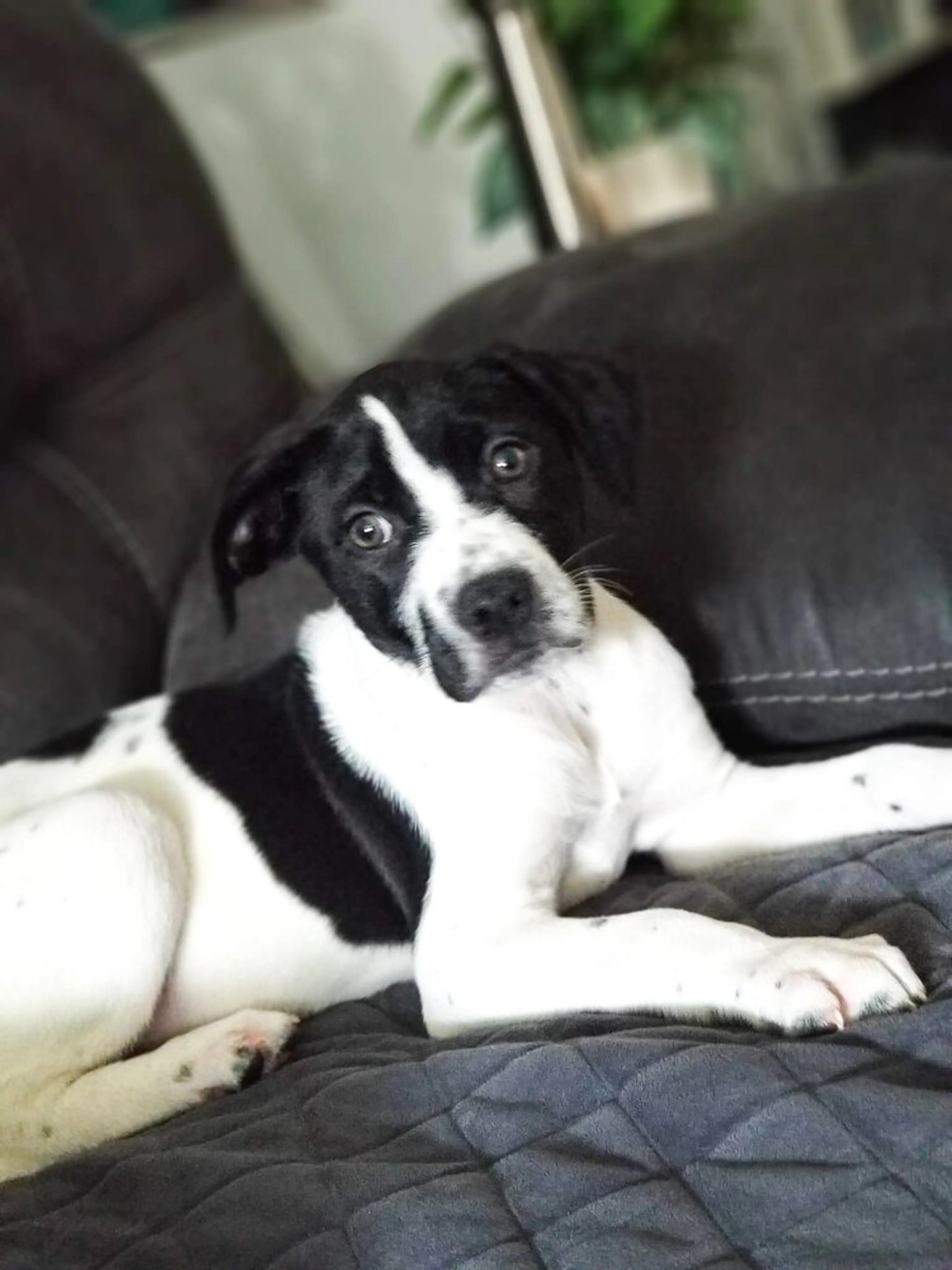 Found pet-2