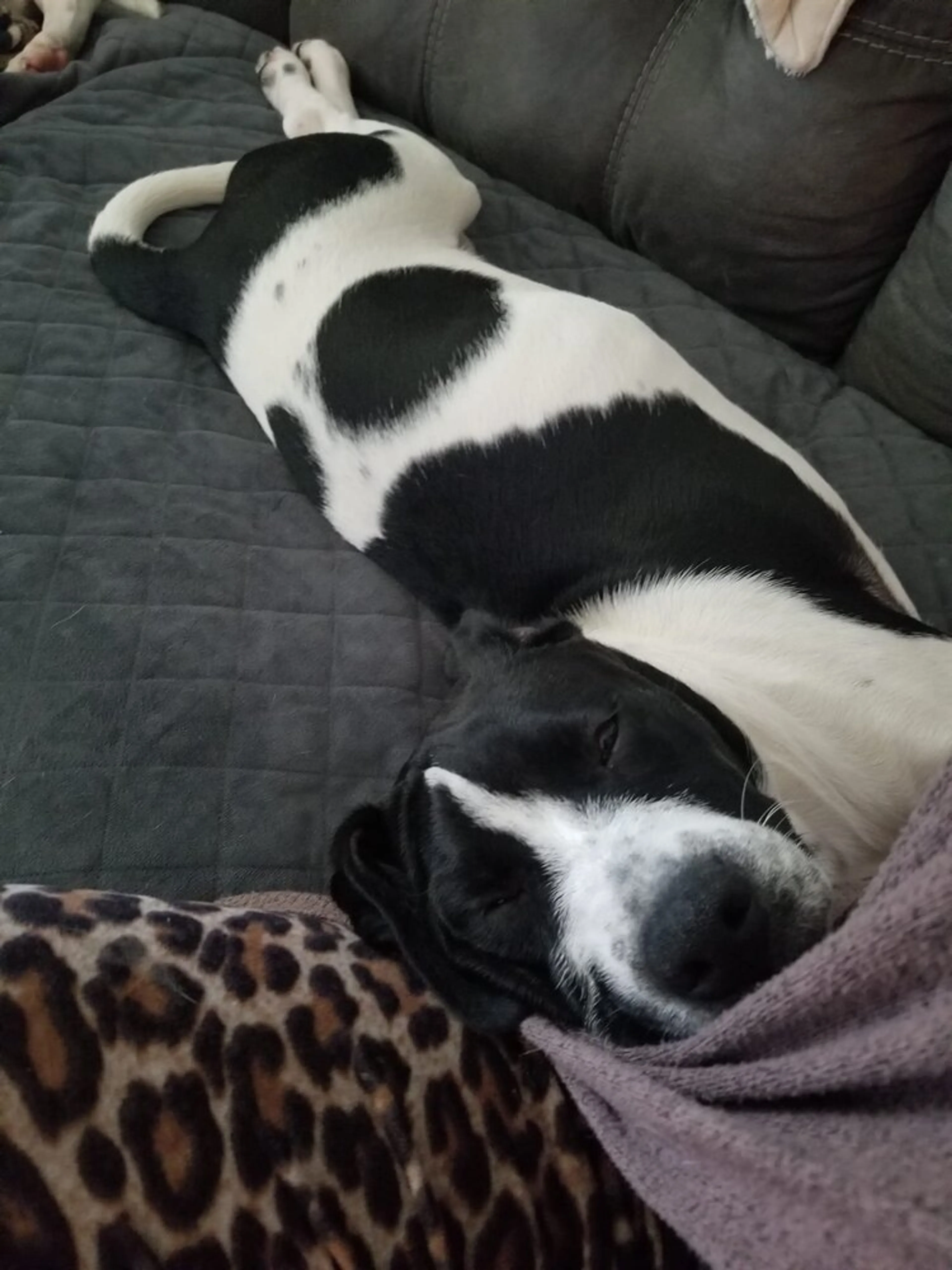 Found pet-1