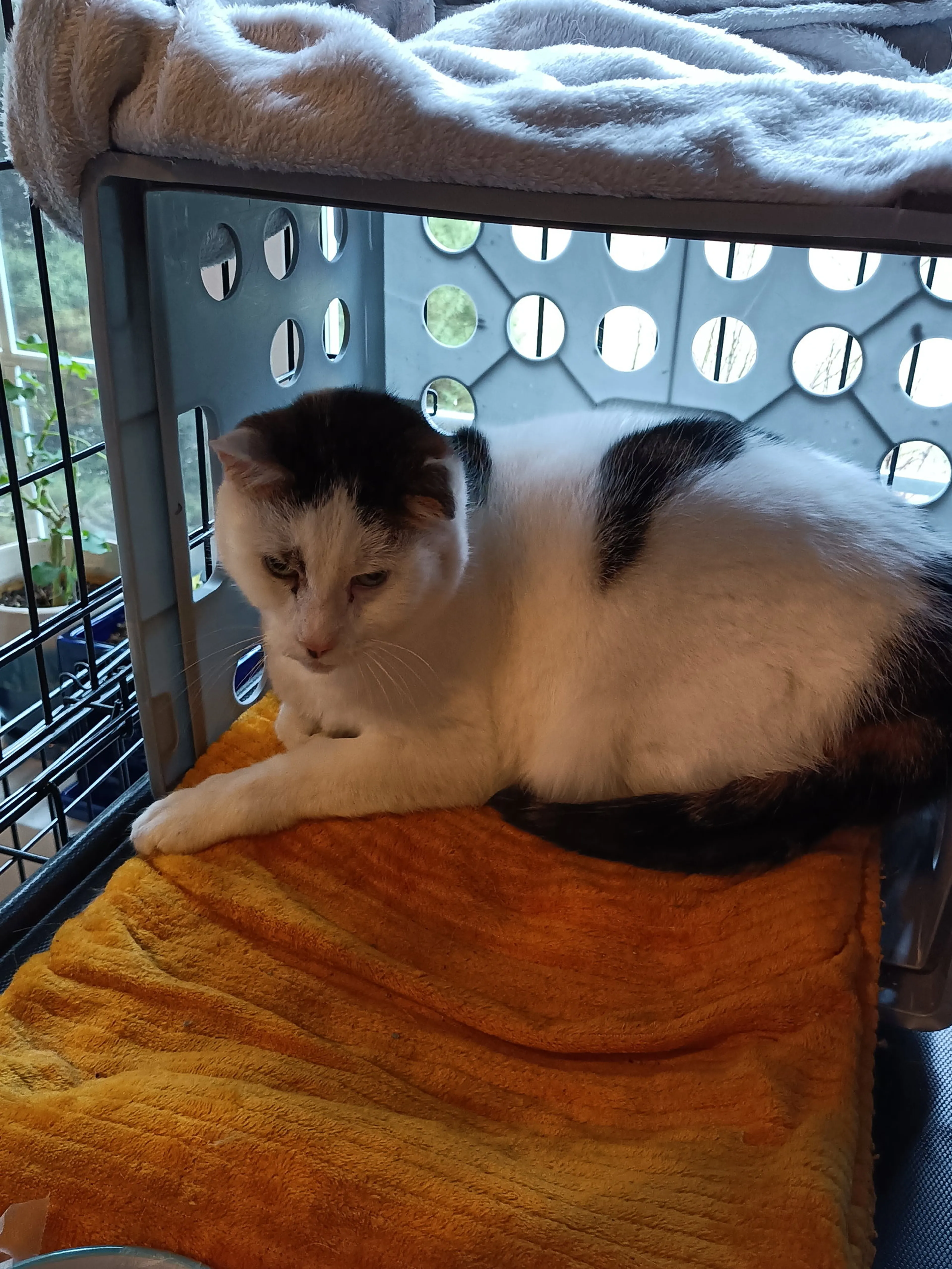 Found pet-1