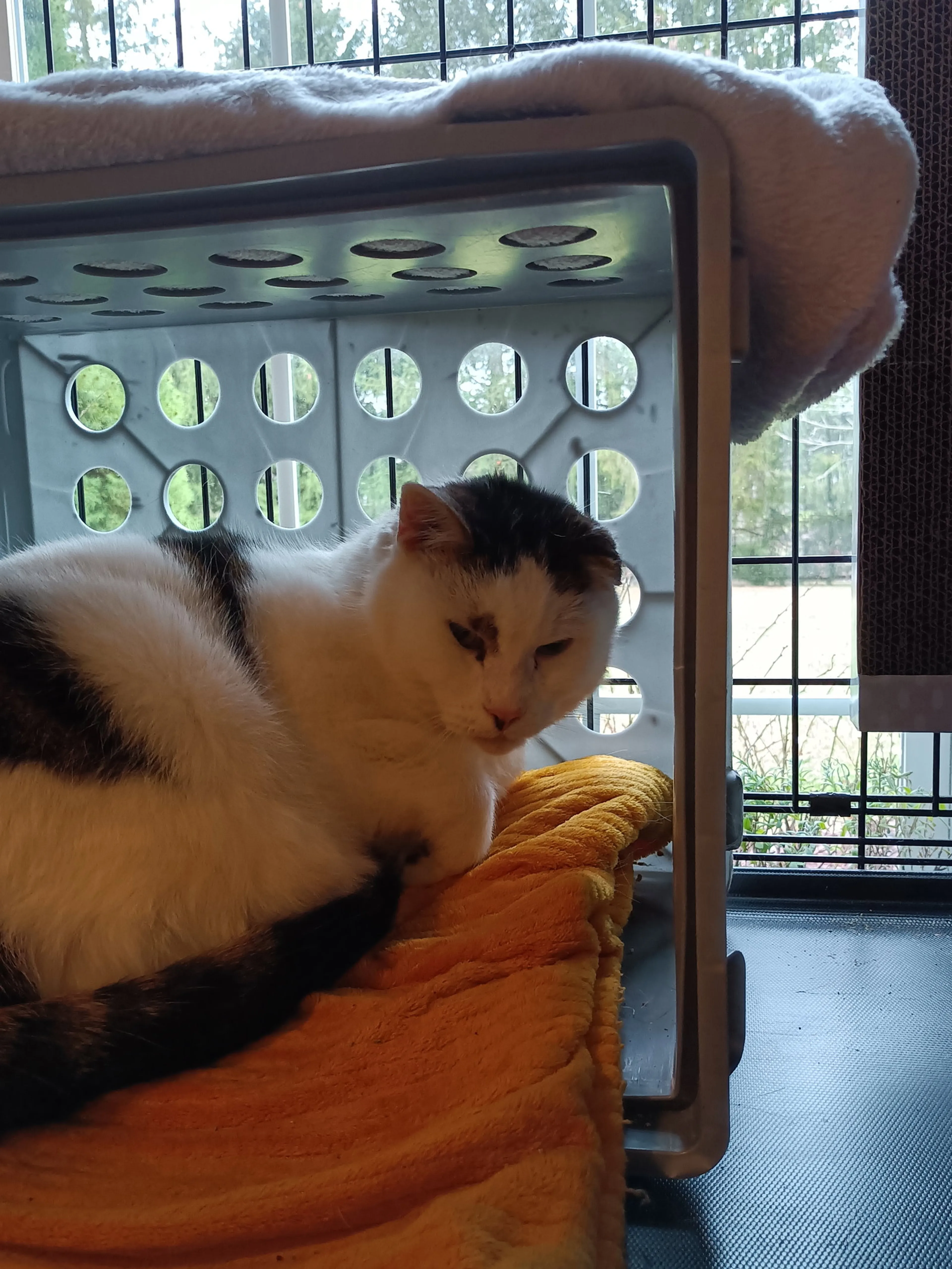 Found pet-2