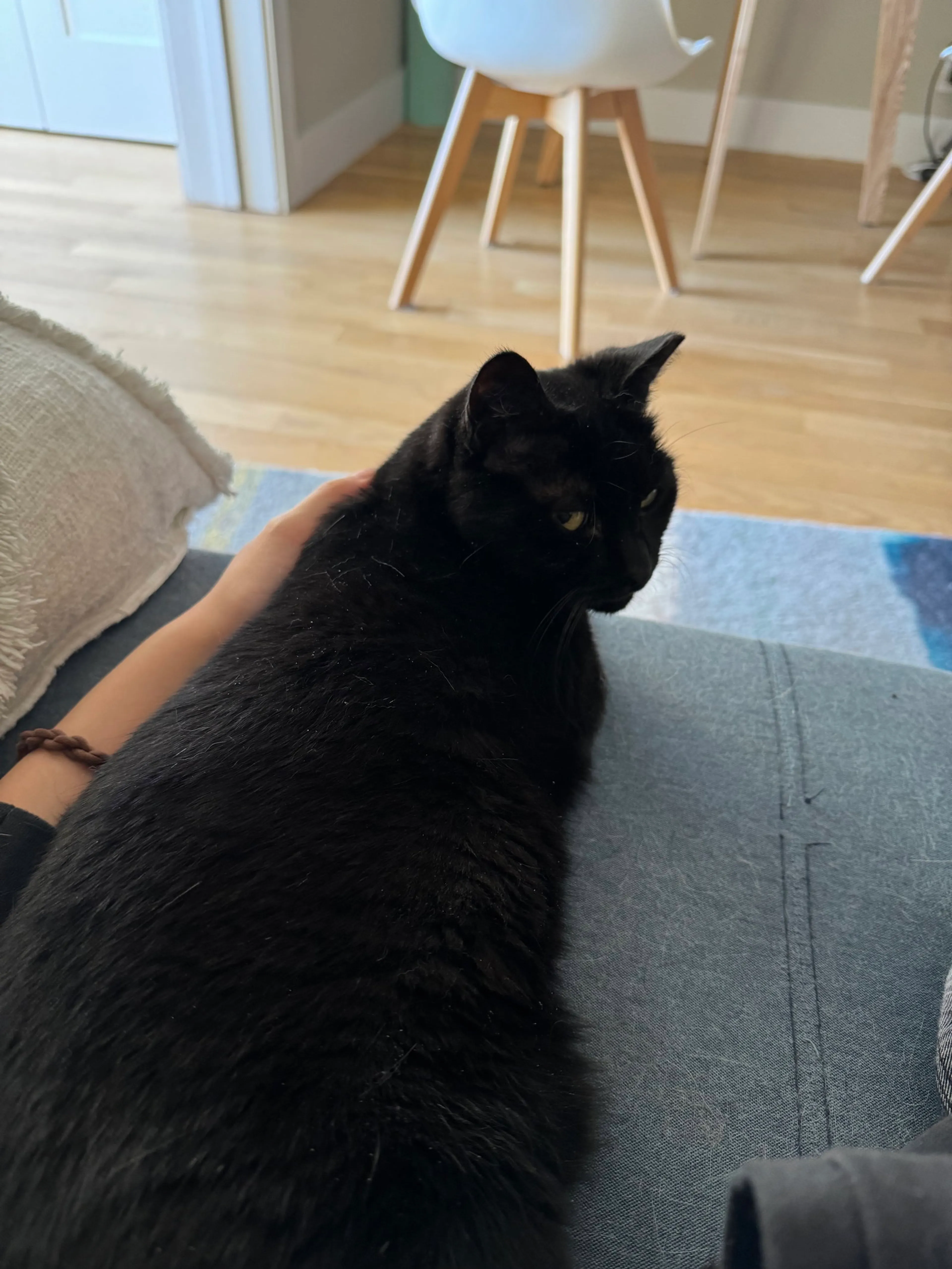 Found pet-1