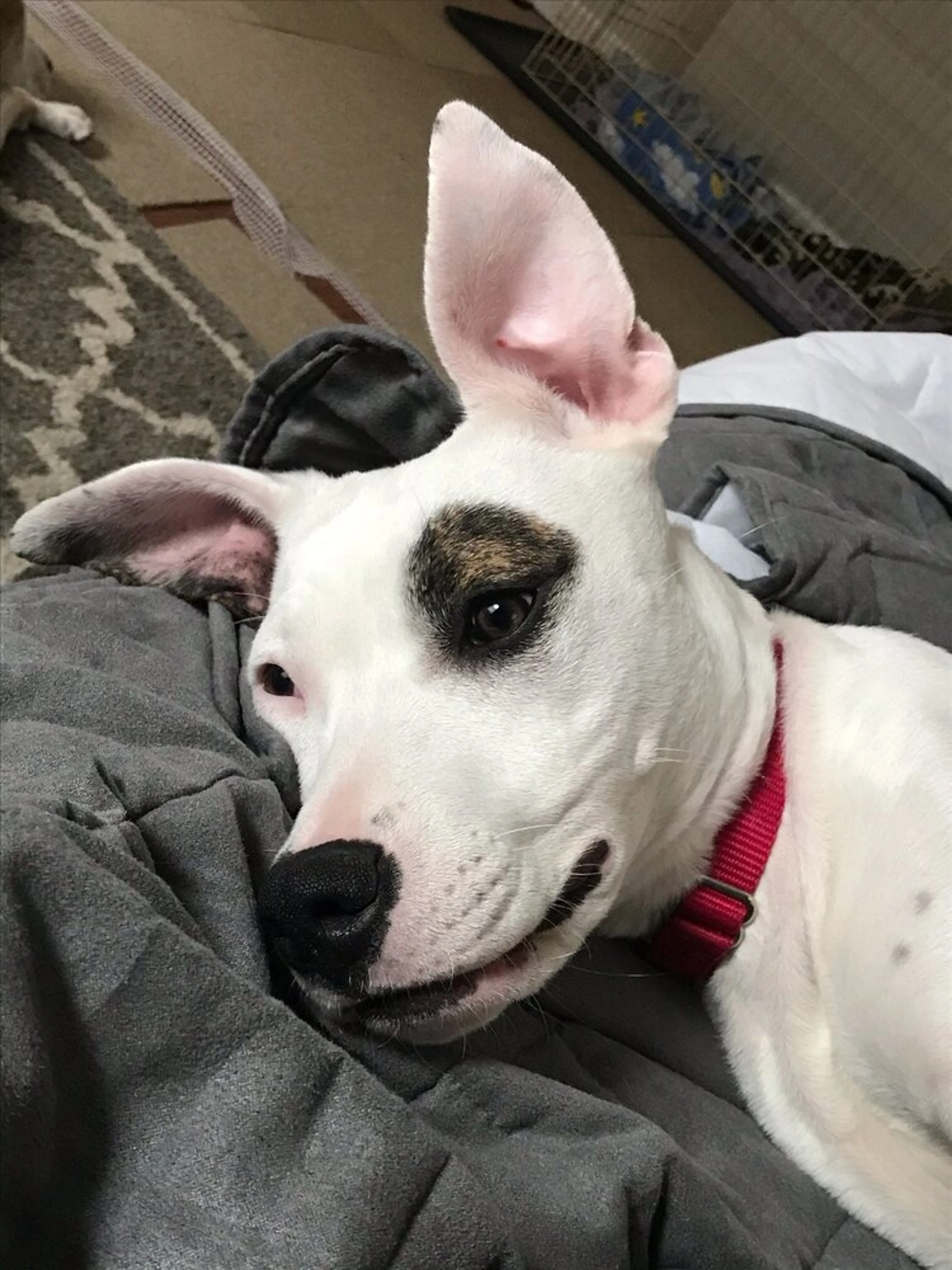 Found pet-2