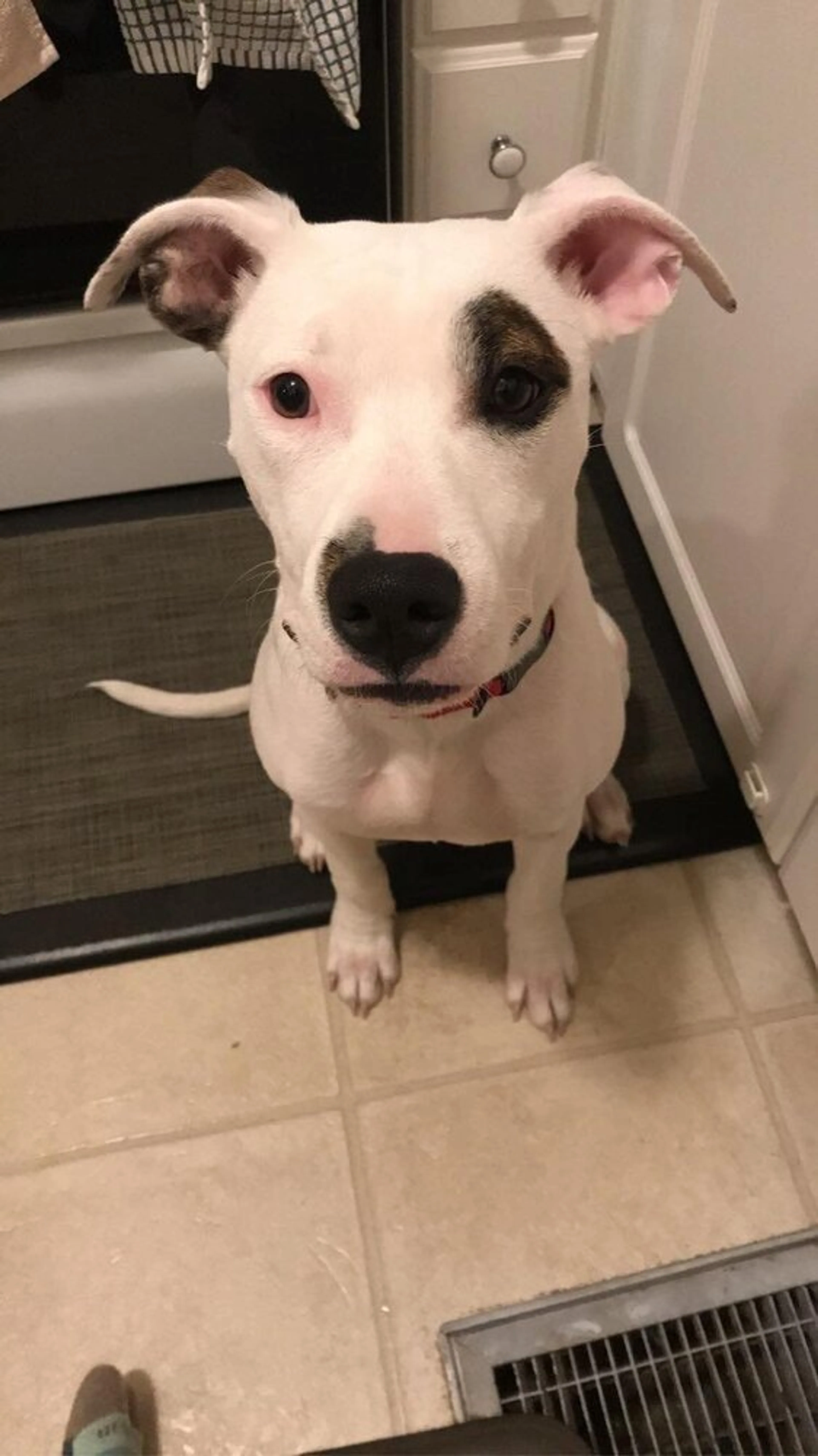 Found pet-3