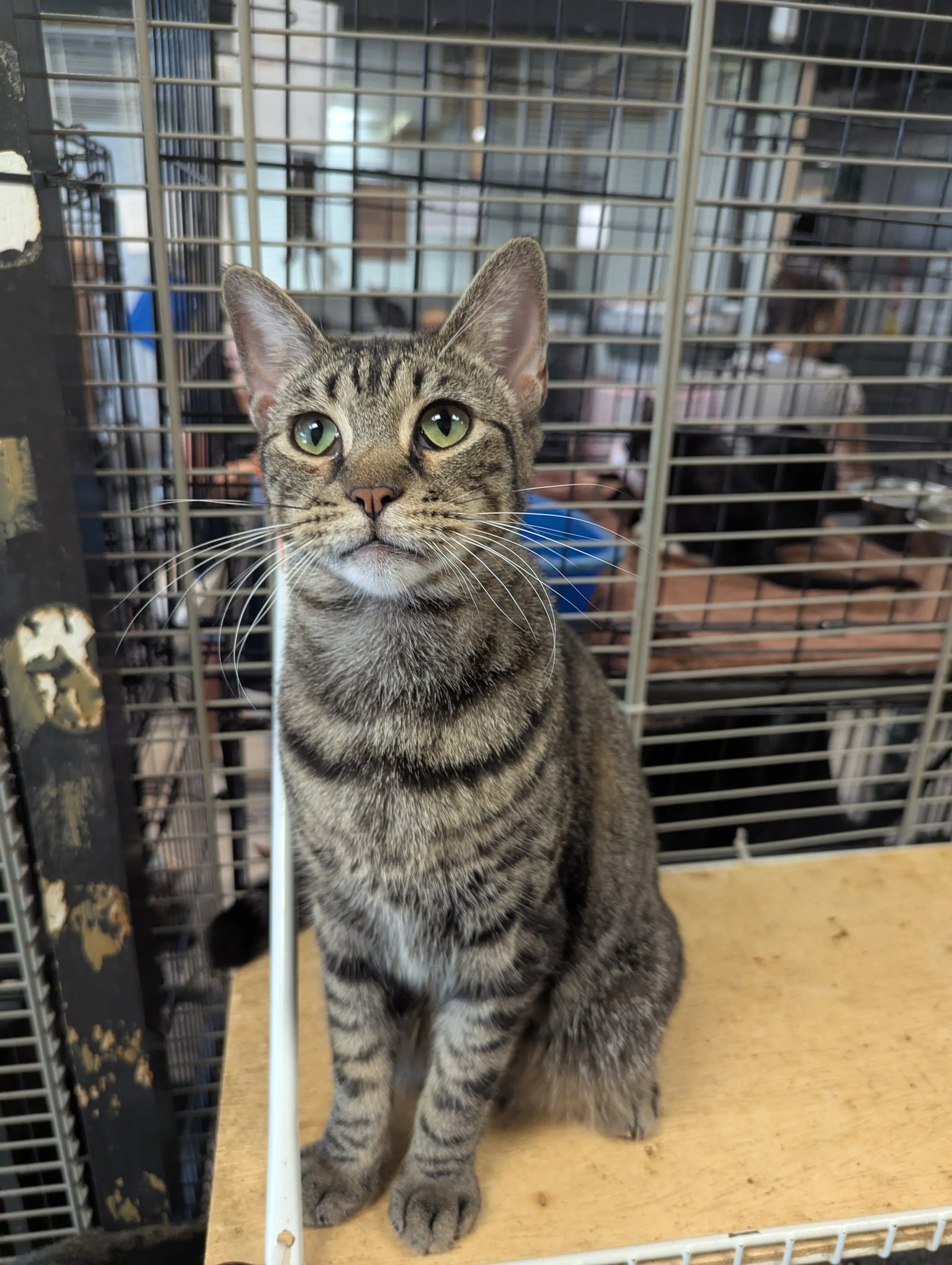 Found pet-5