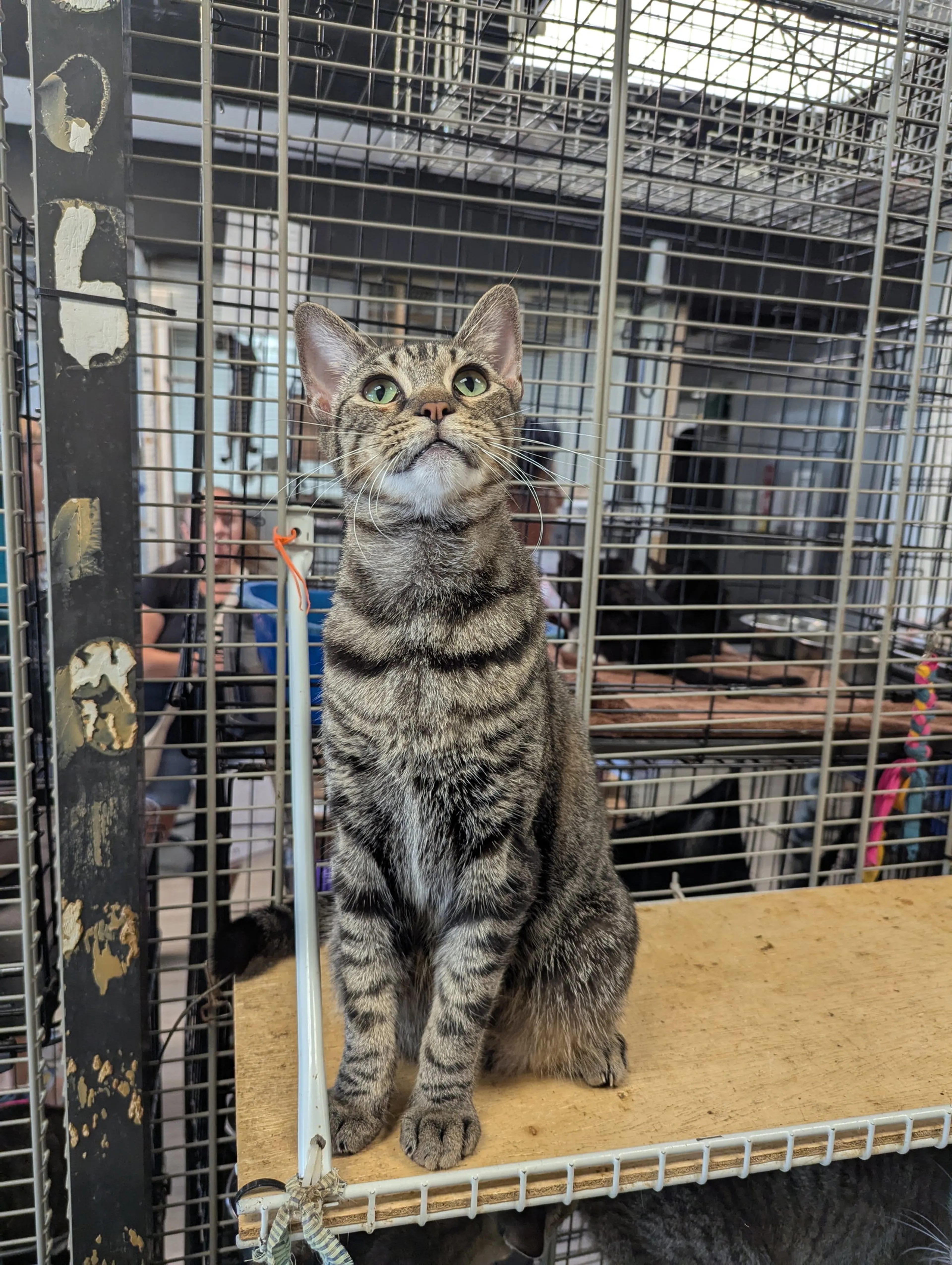 Found pet-3