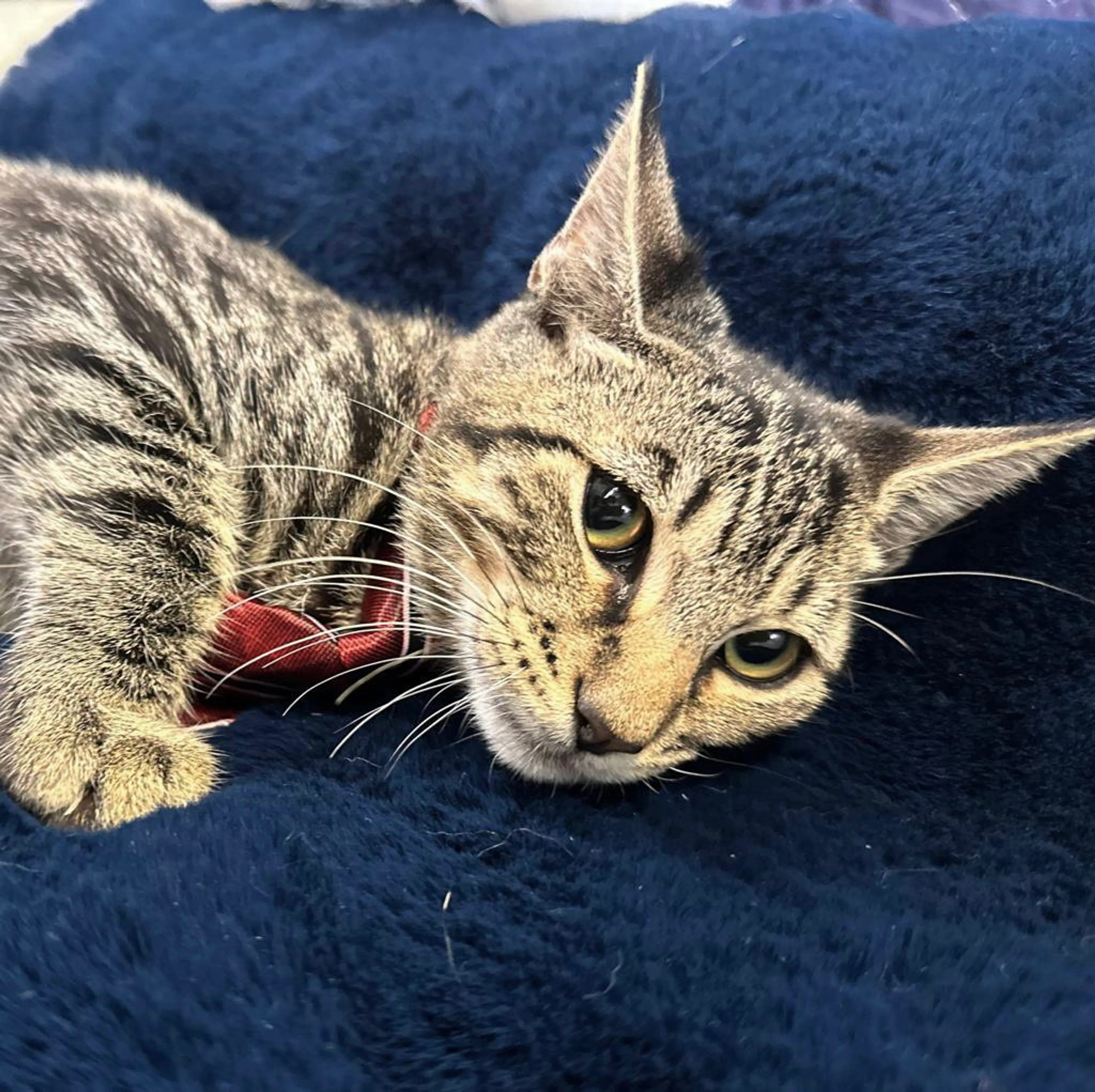 Found pet-1