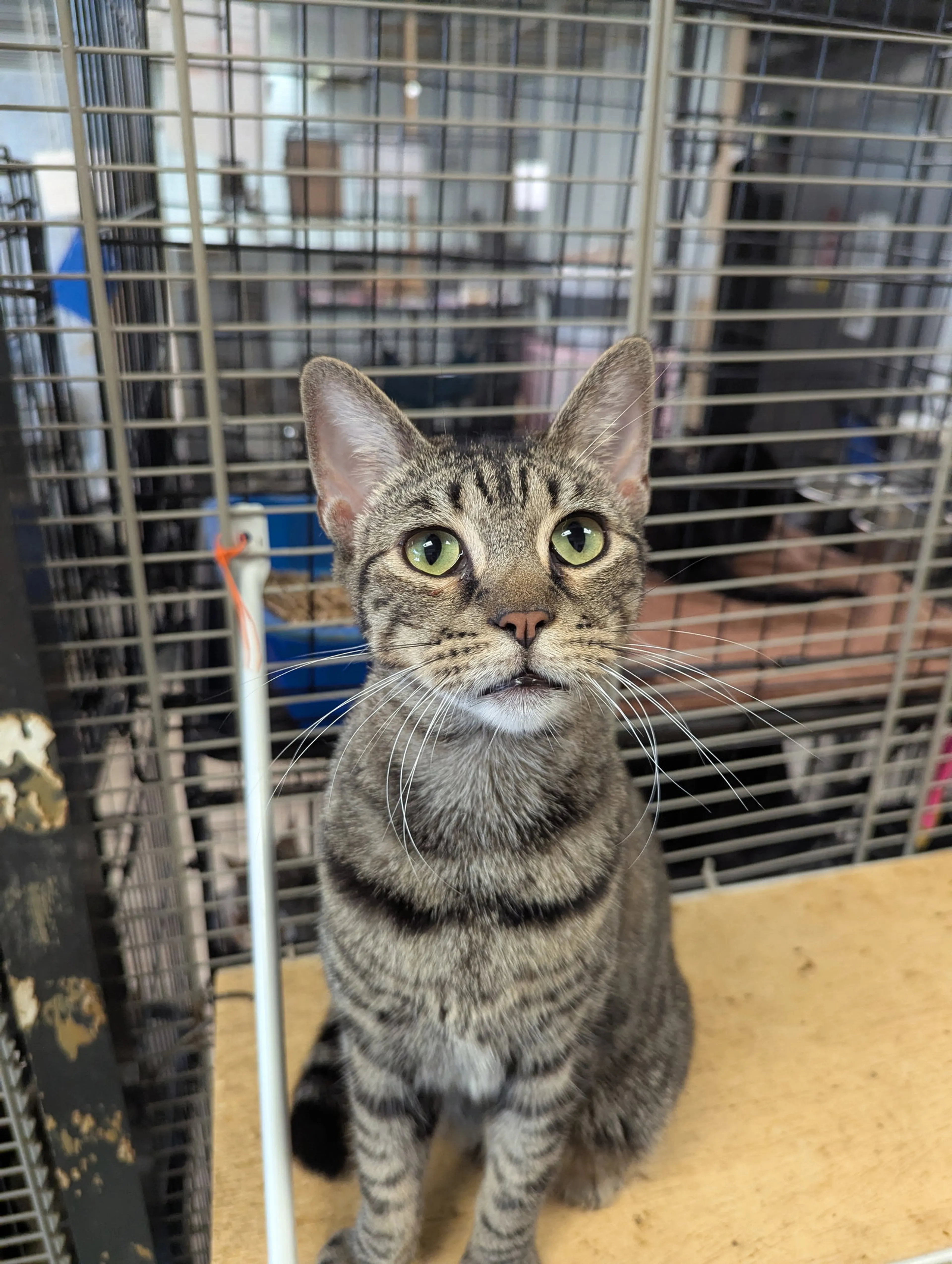 Found pet-4