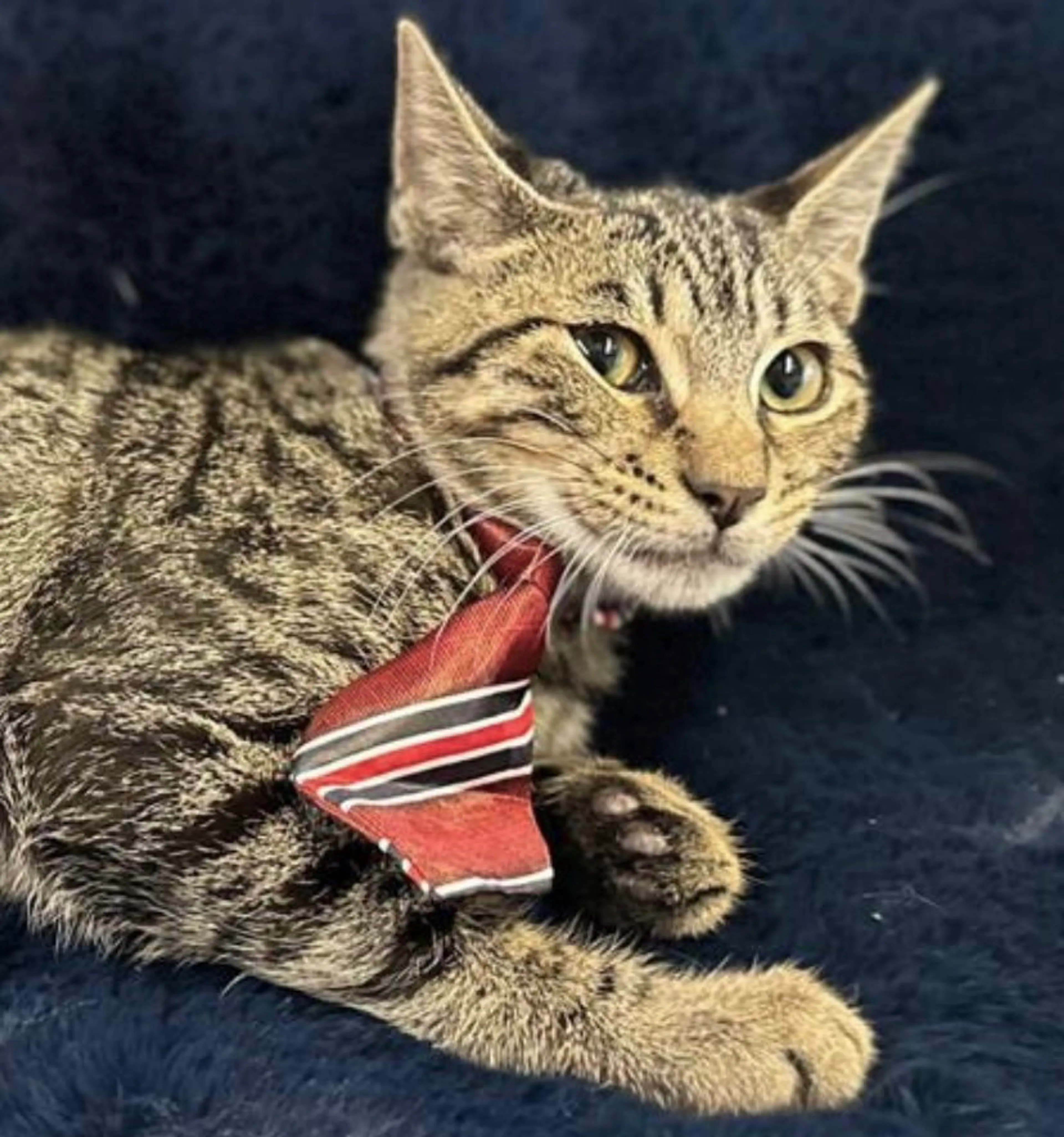Found pet-2