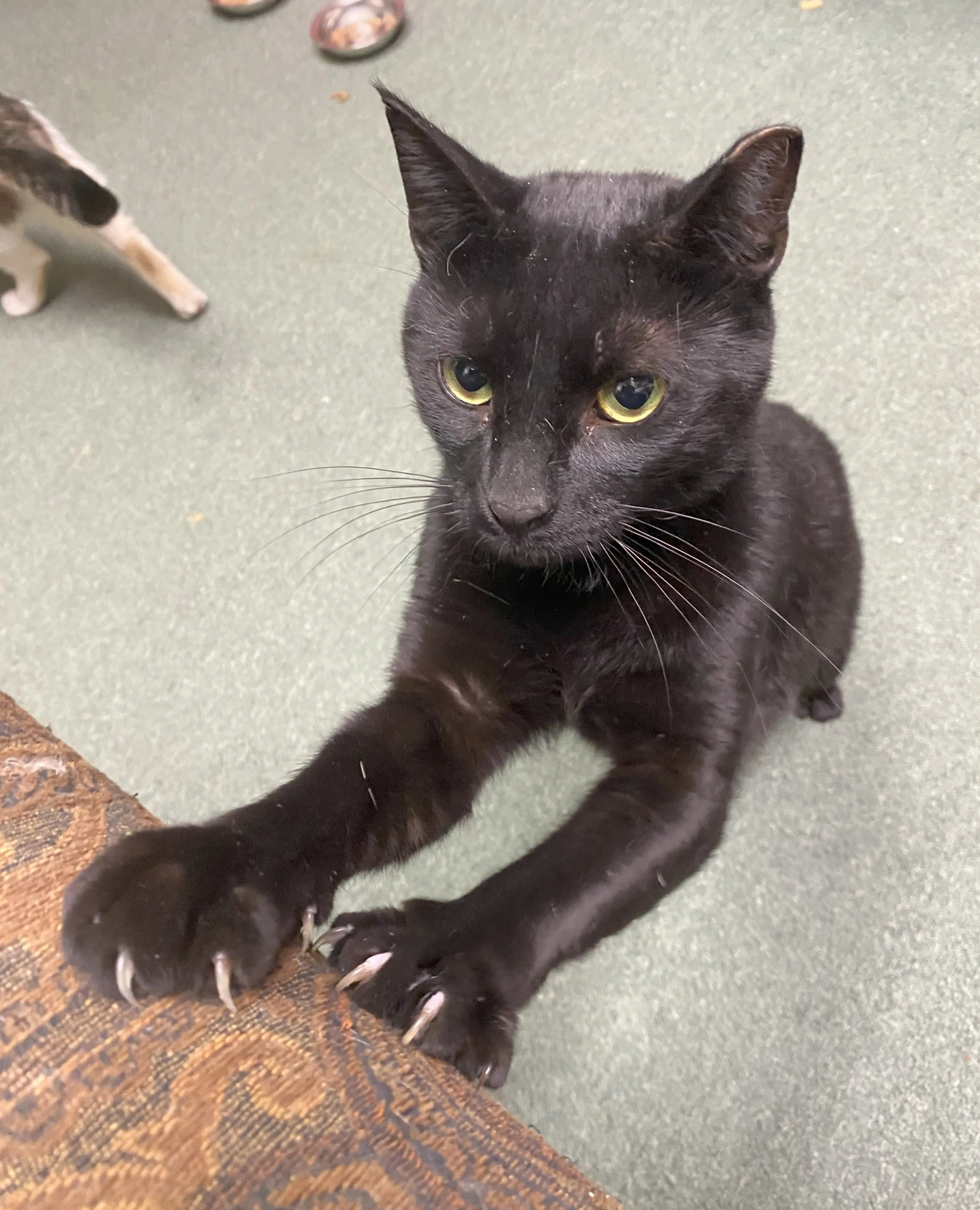 Found pet-6