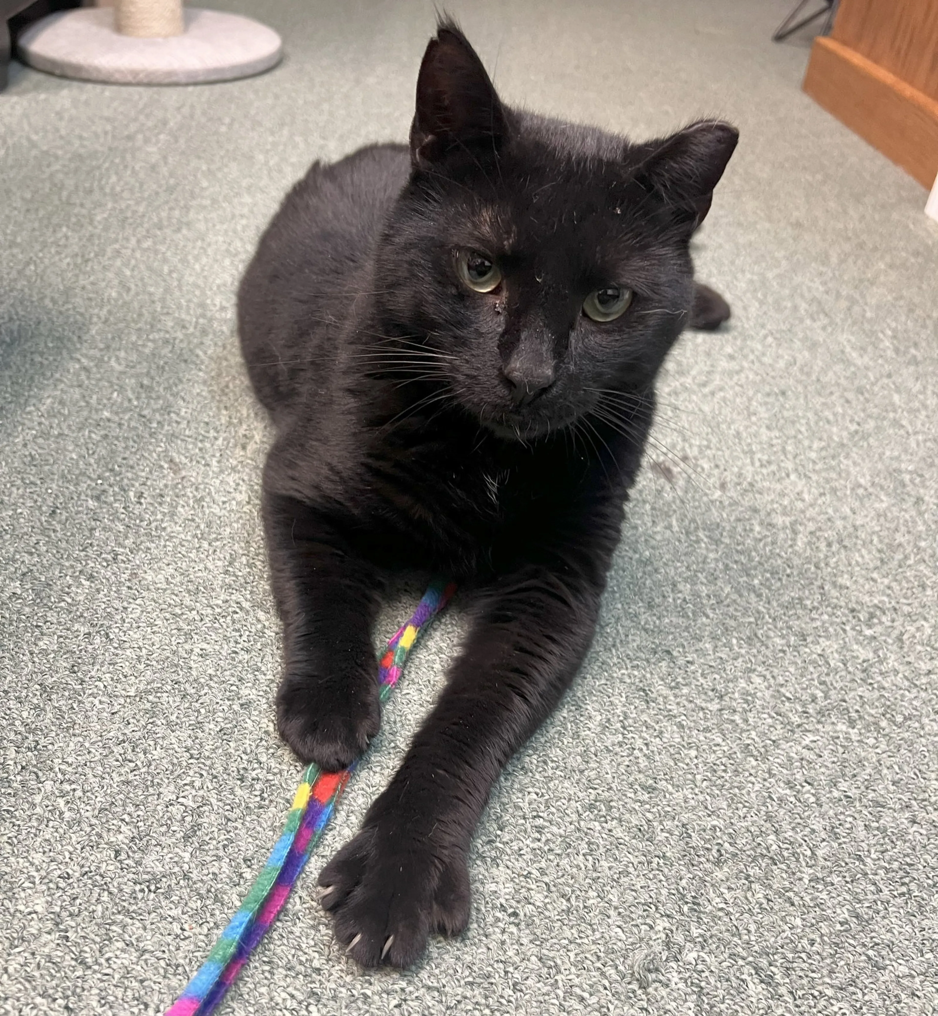 Found pet-3
