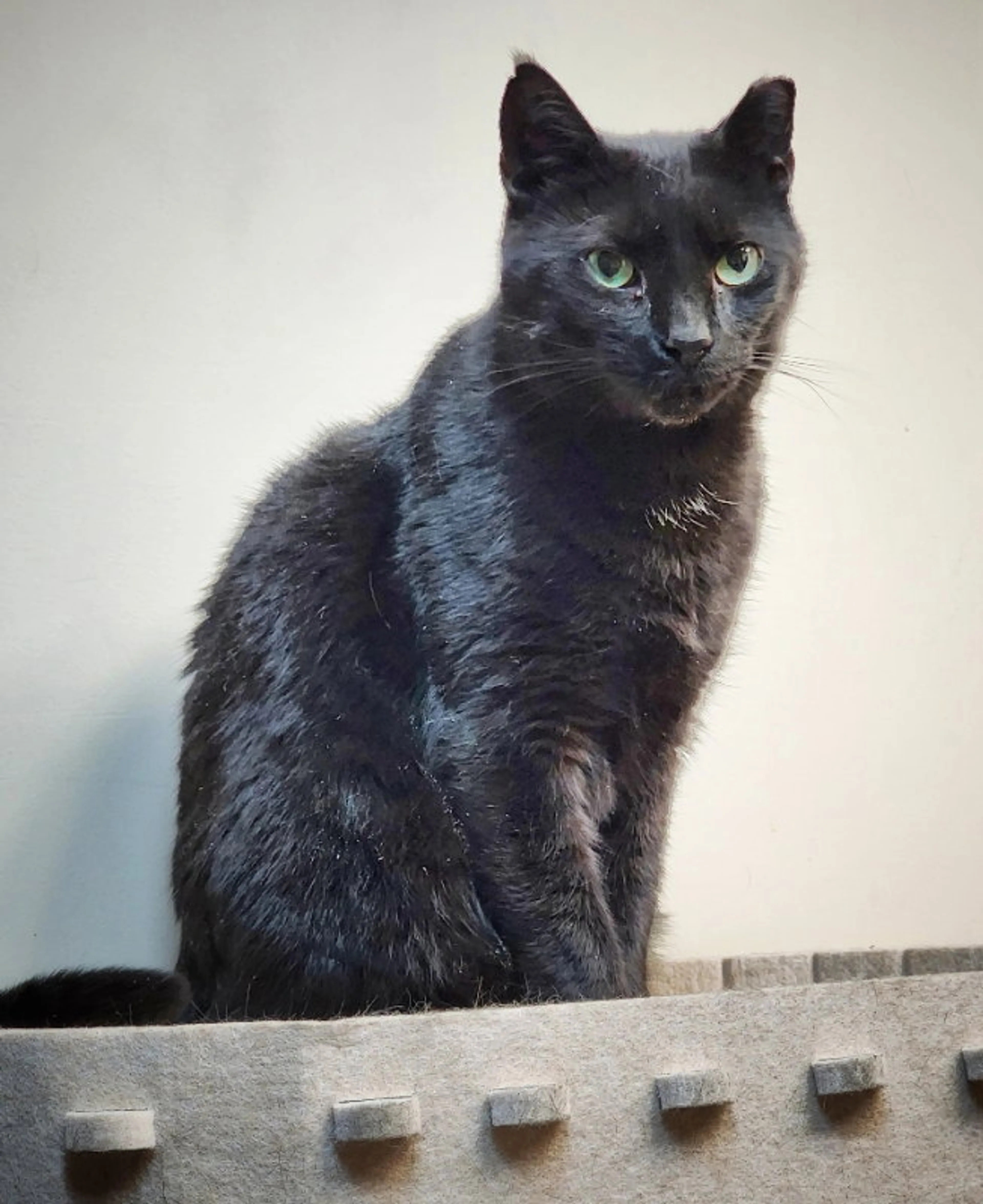Found pet-11