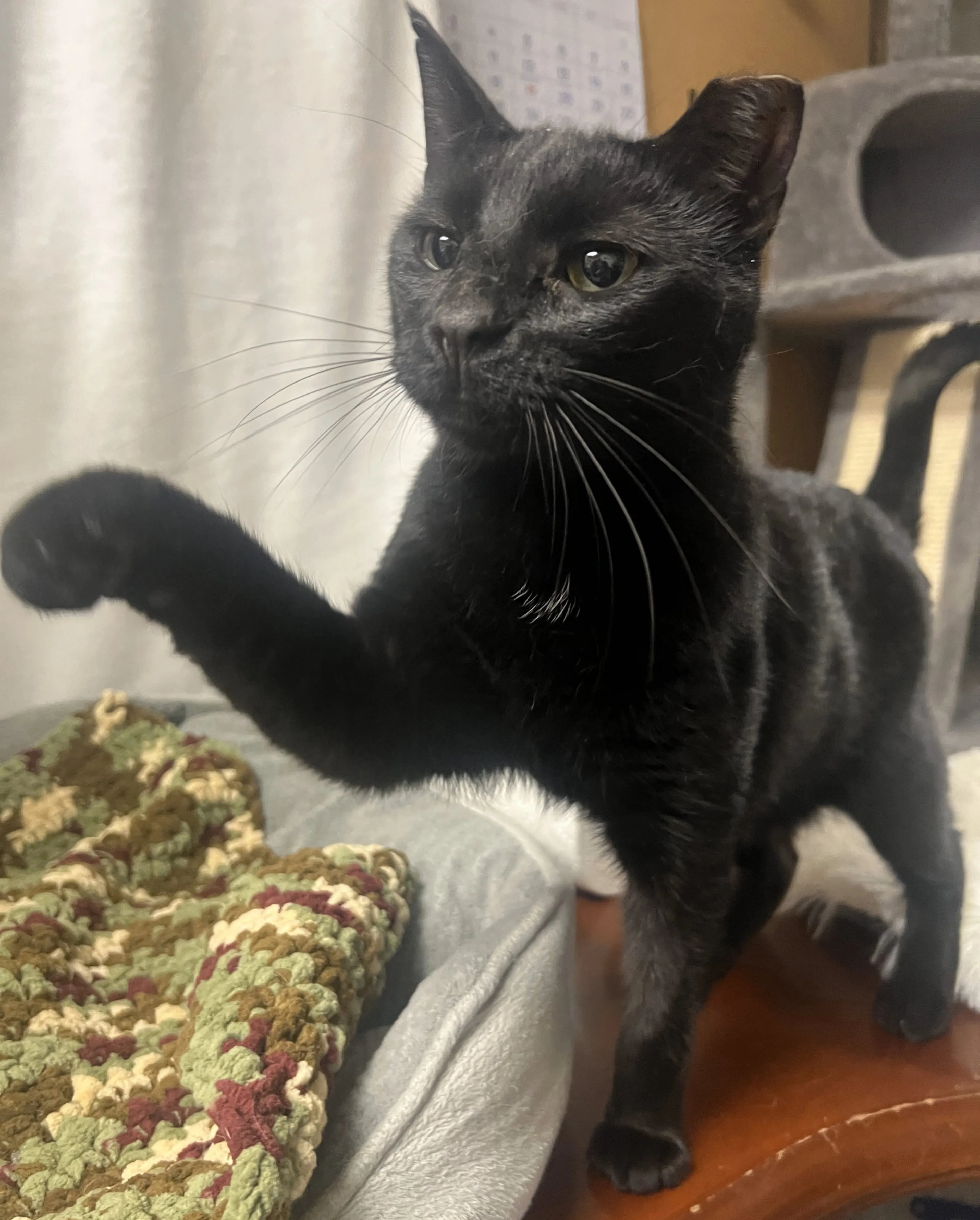 Found pet-4