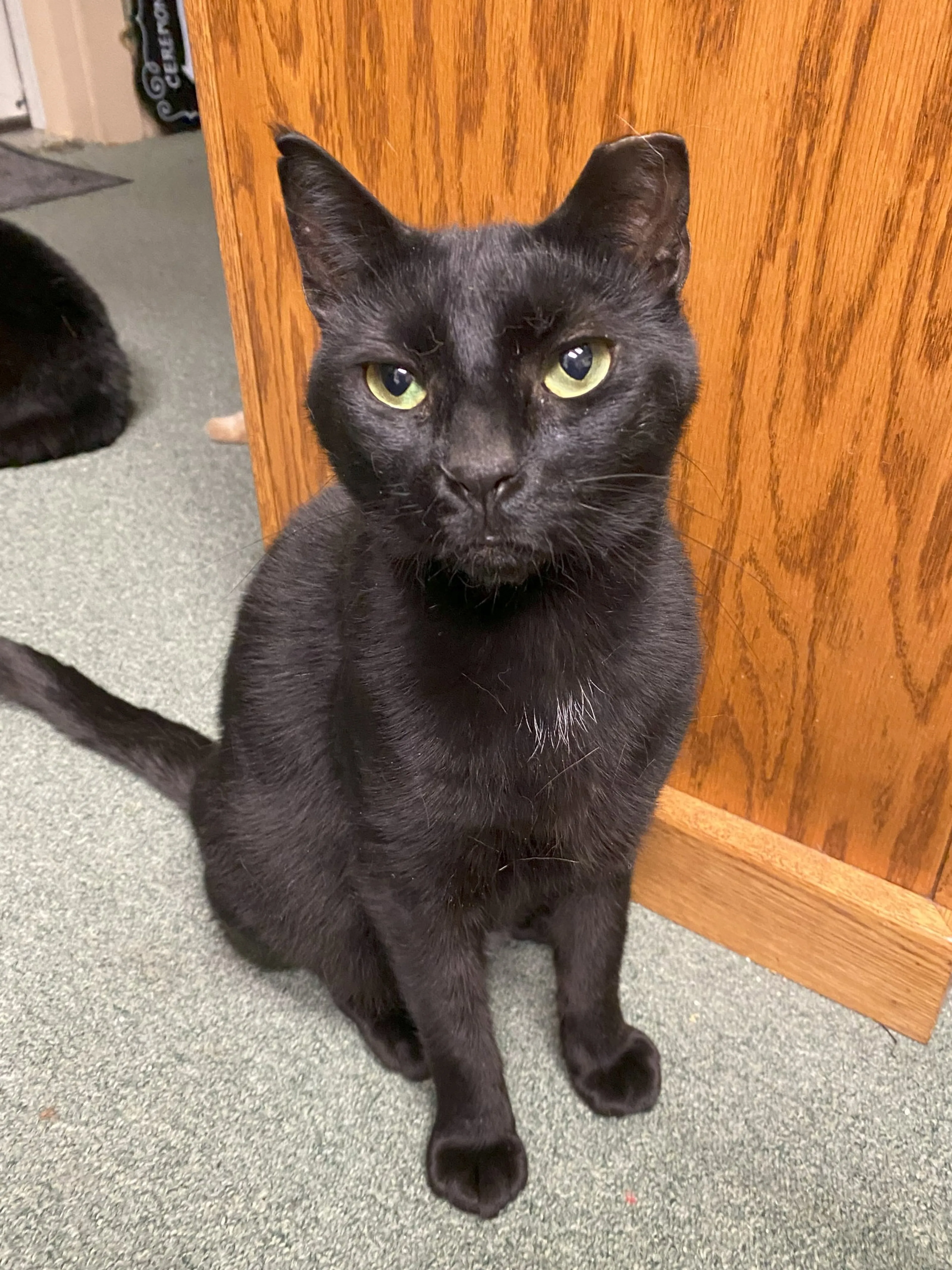 Found pet-1