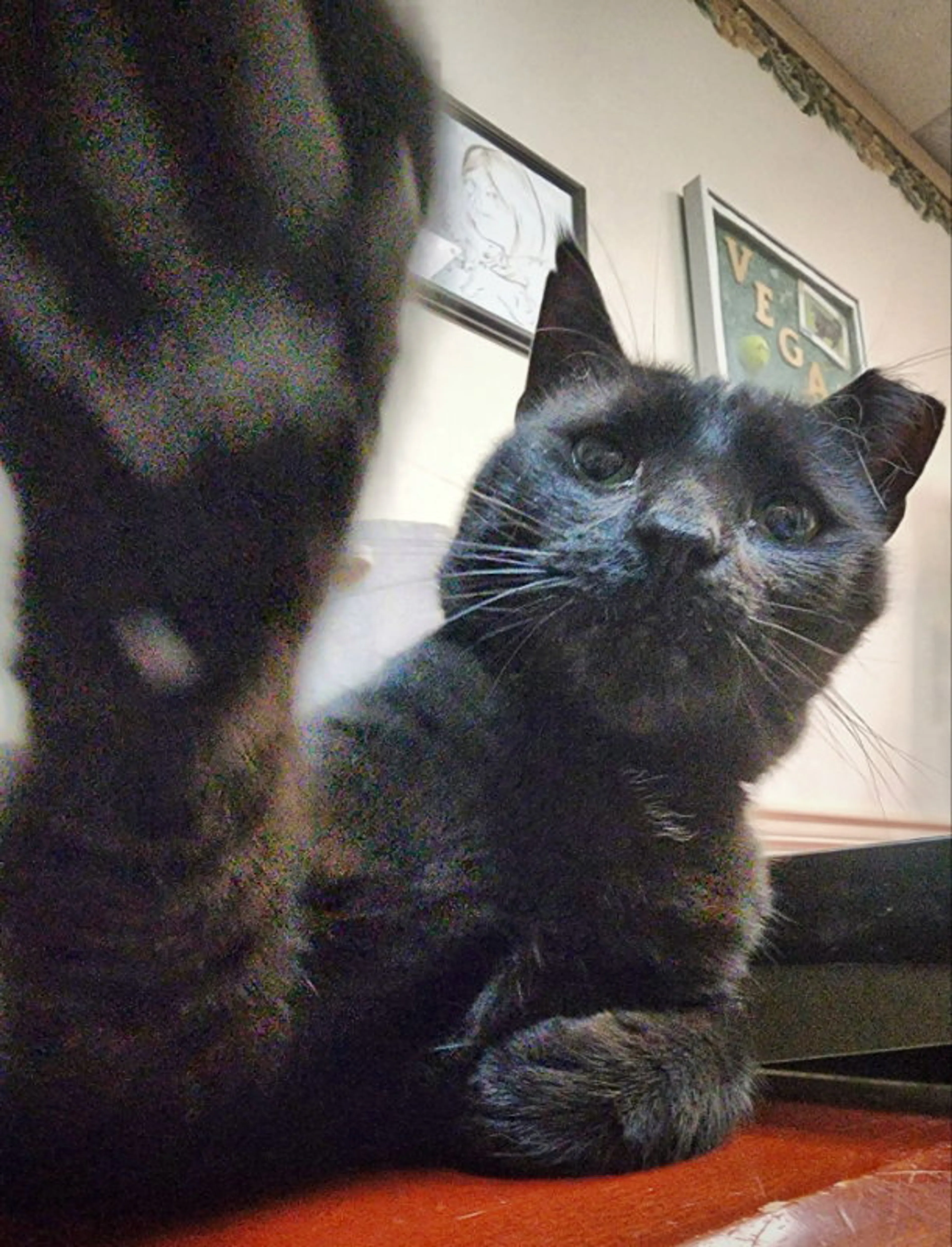Found pet-9